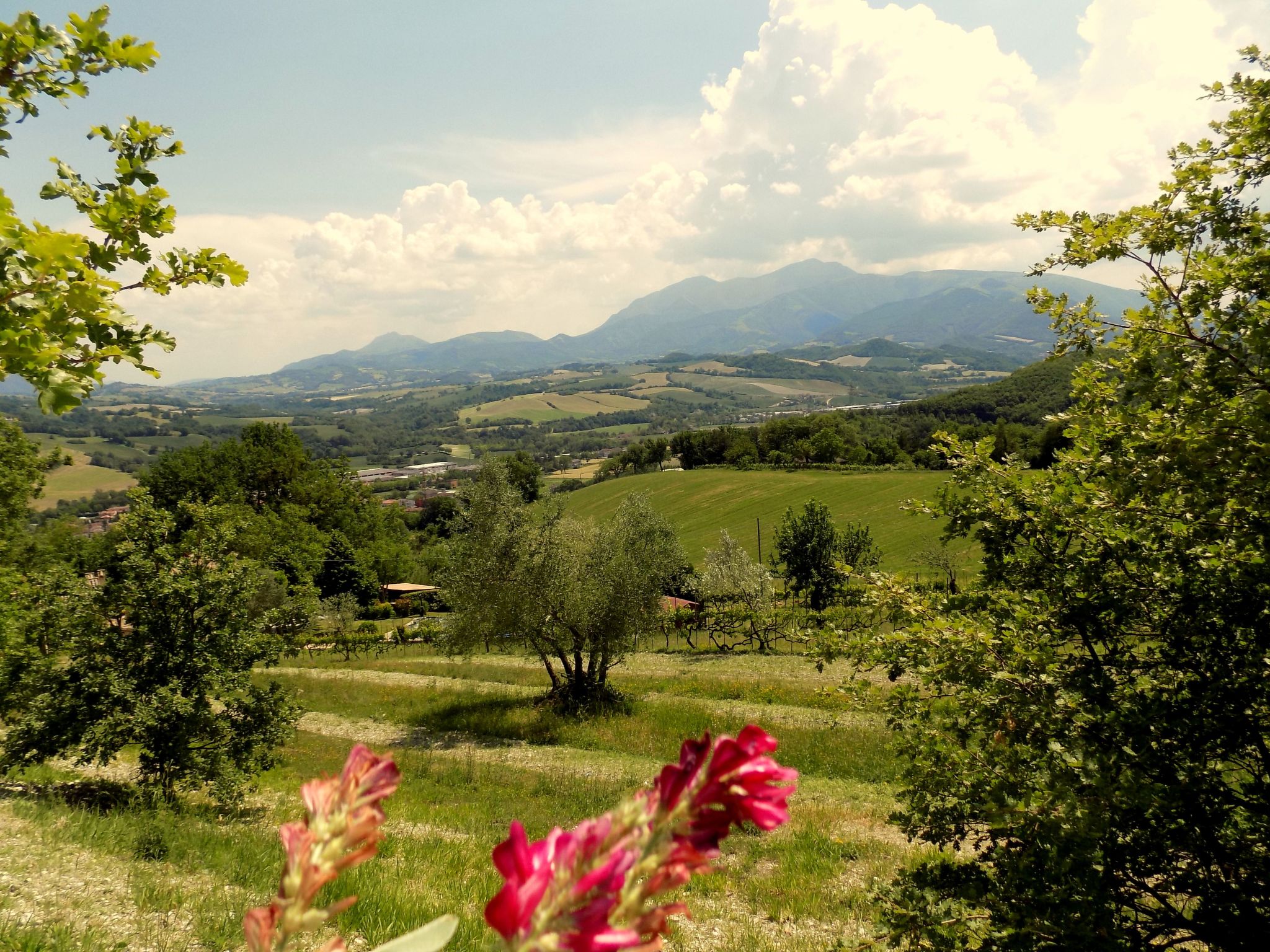 Rose in Cagli-Binnen