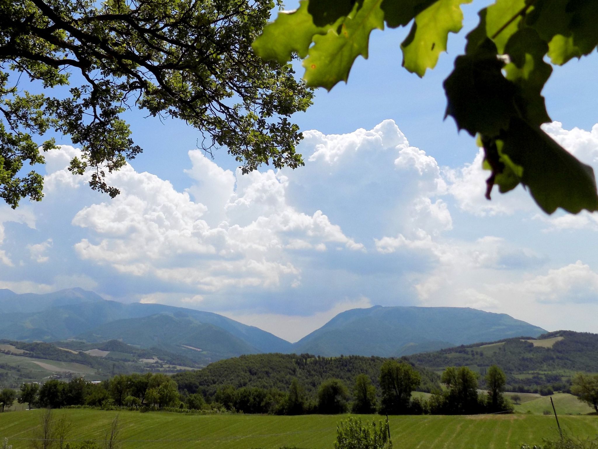 Rose in Cagli-Binnen