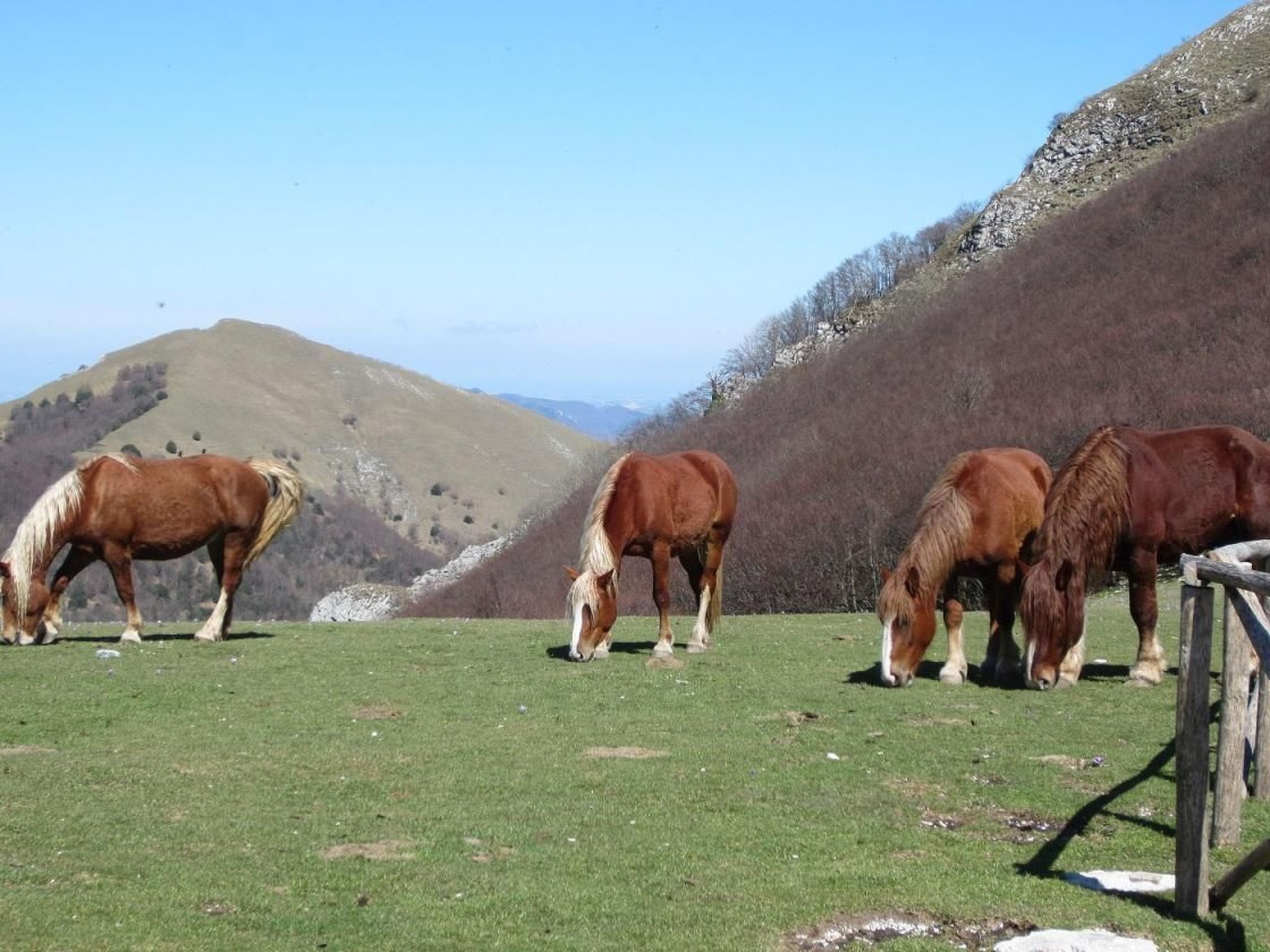 App. Palazzo-Image-tags.info