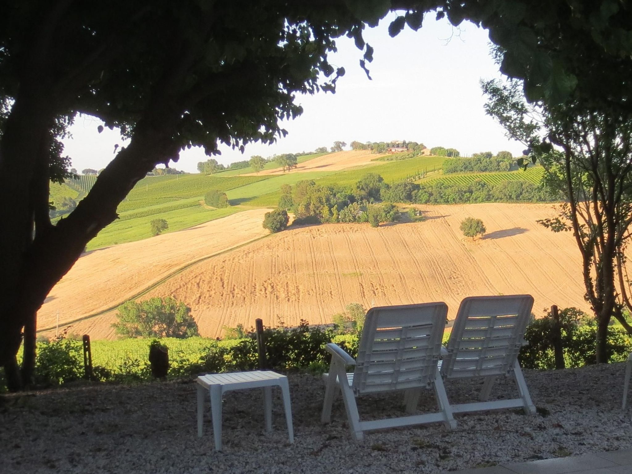 "Solebello Mulberry-Image-tags.info