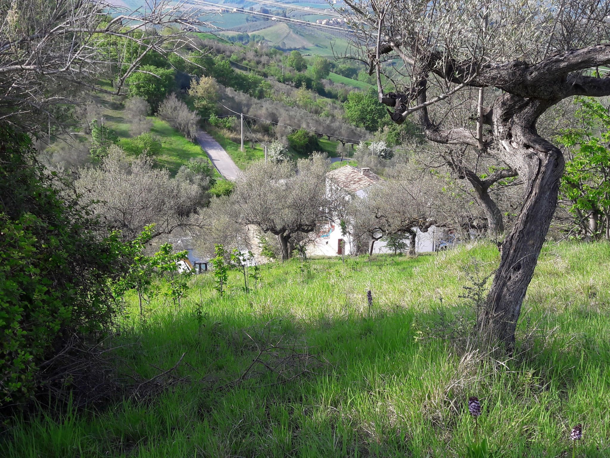 Casa Luna - 6 Personen - in Picciano-Binnen