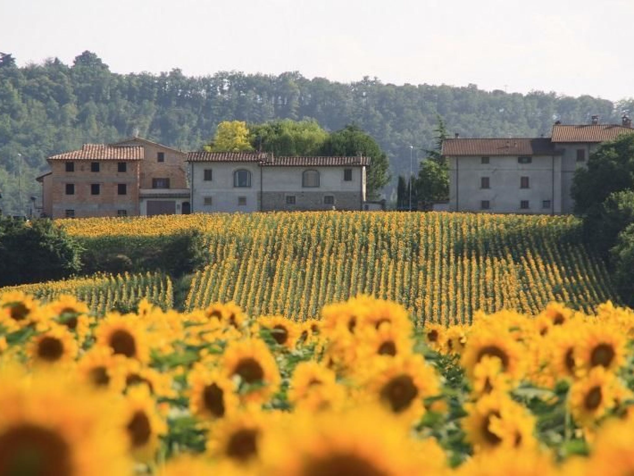 Agriturismo Podere Casenove Wohnung Magnolia-Binnen