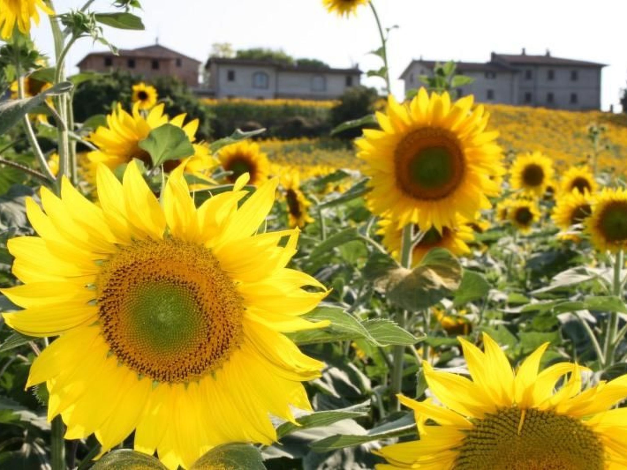 Agriturismo Podere Casenove Wohnung Magnolia-Binnen