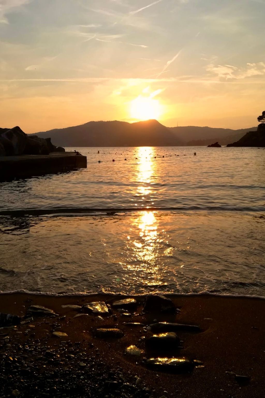 Pitosforo-Image-tags.info