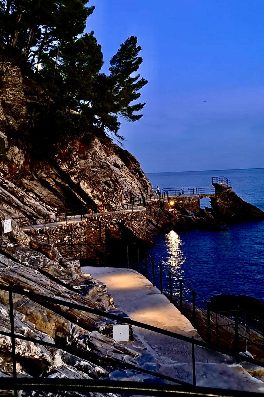 Pitosforo-Image-tags.info