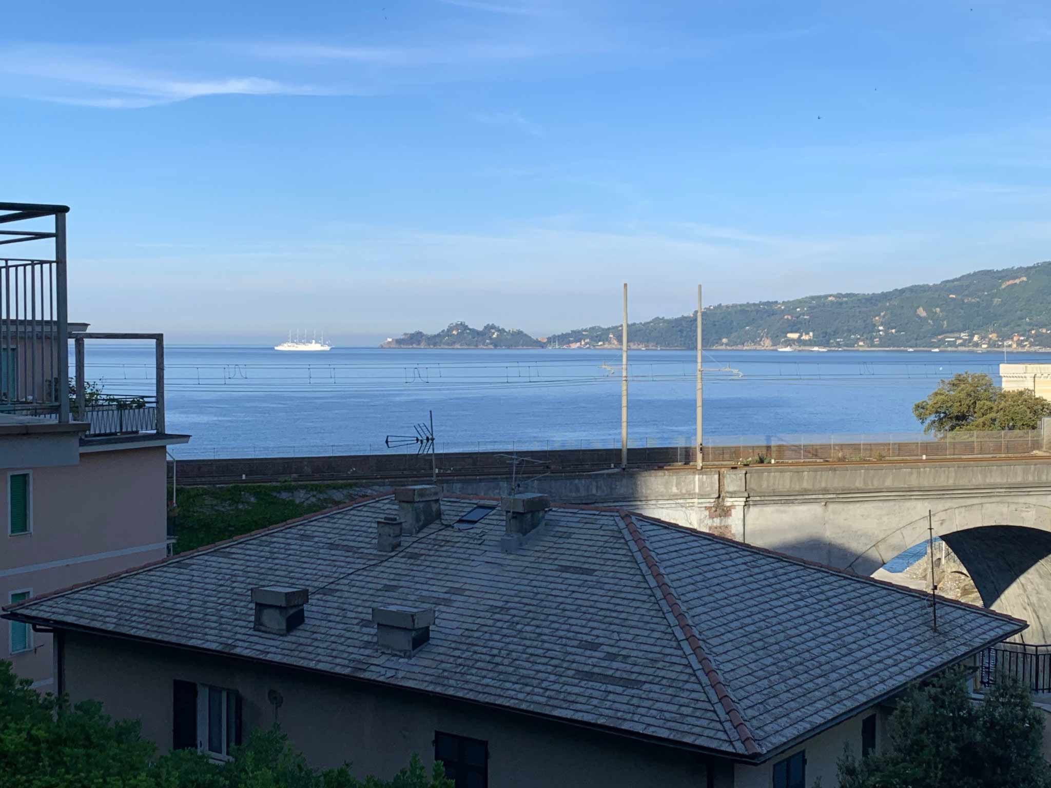 Pitosforo-Image-tags.info