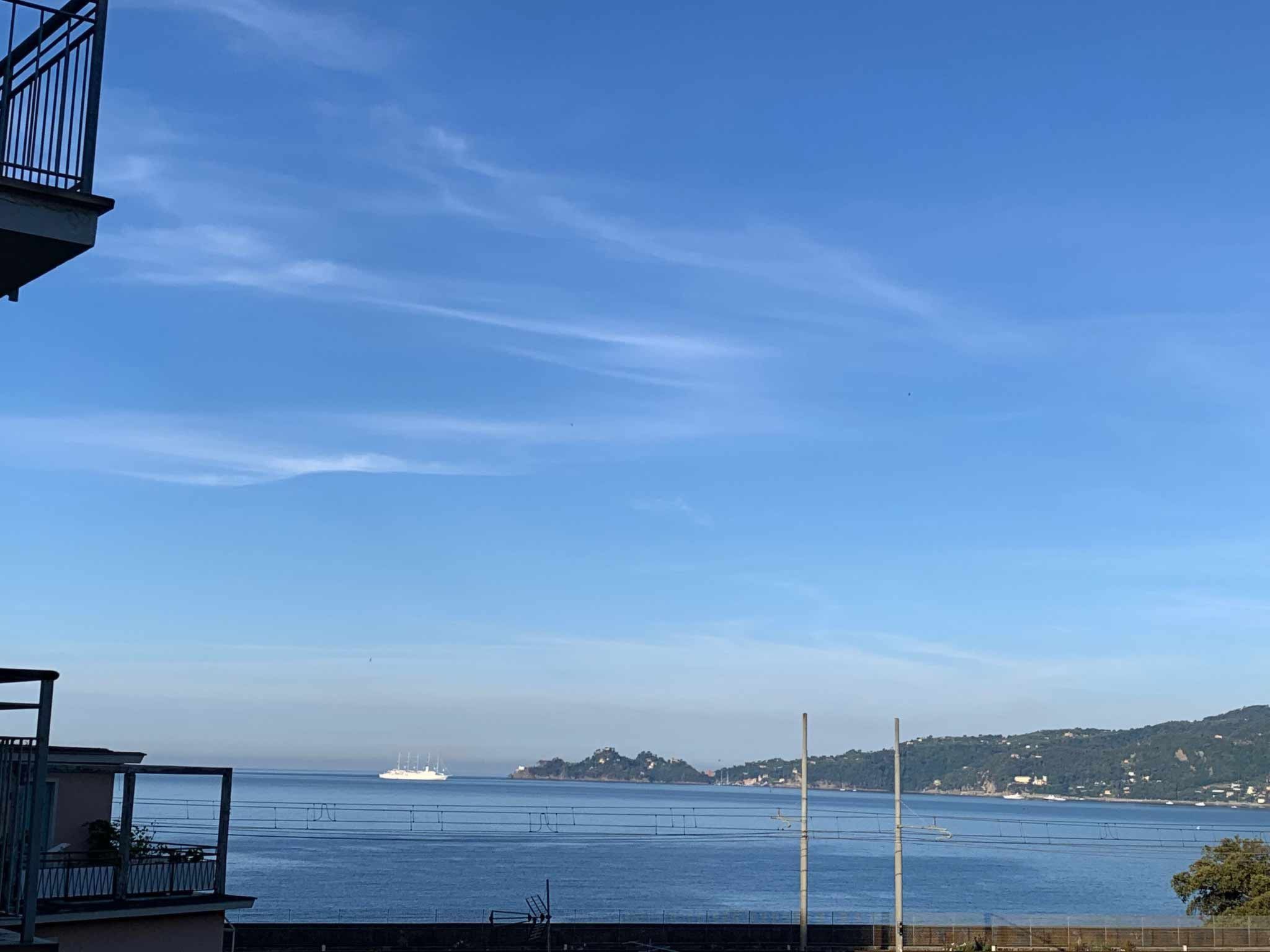 Pitosforo-Image-tags.info