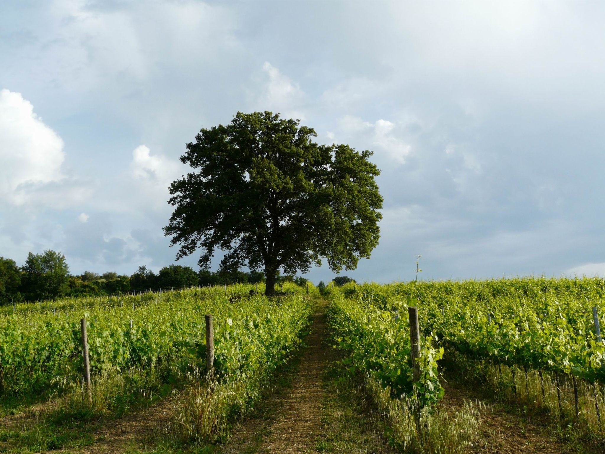 "Lavanda castellett-Binnen