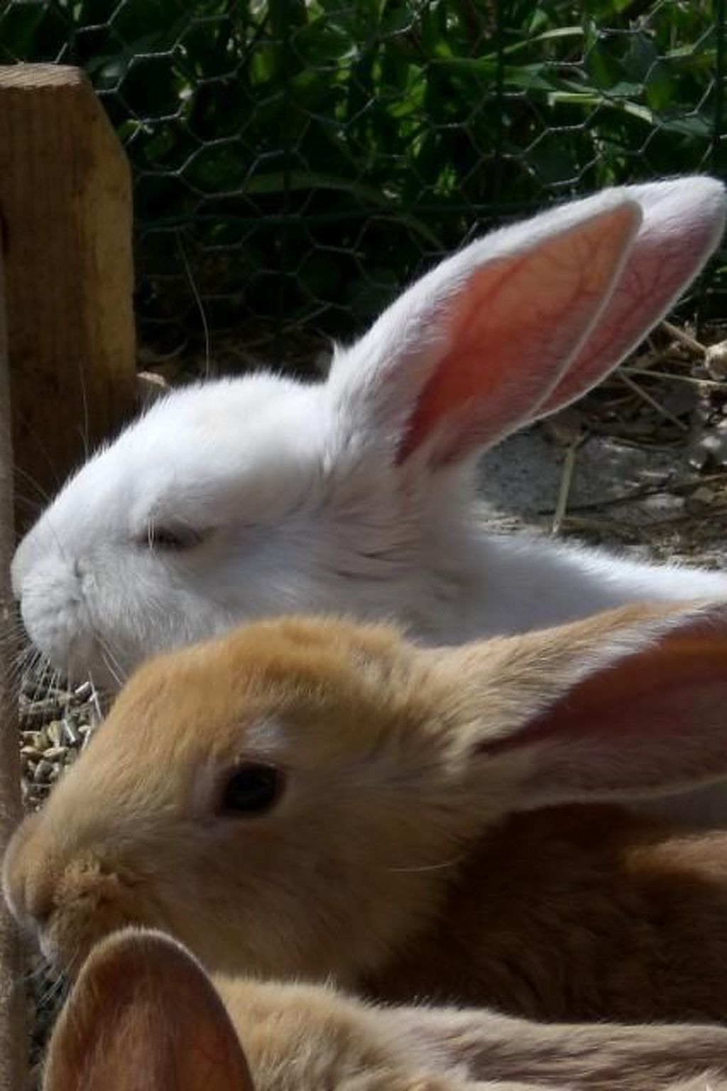 Wohnung mit Terrasse mit Meerblick-Binnen