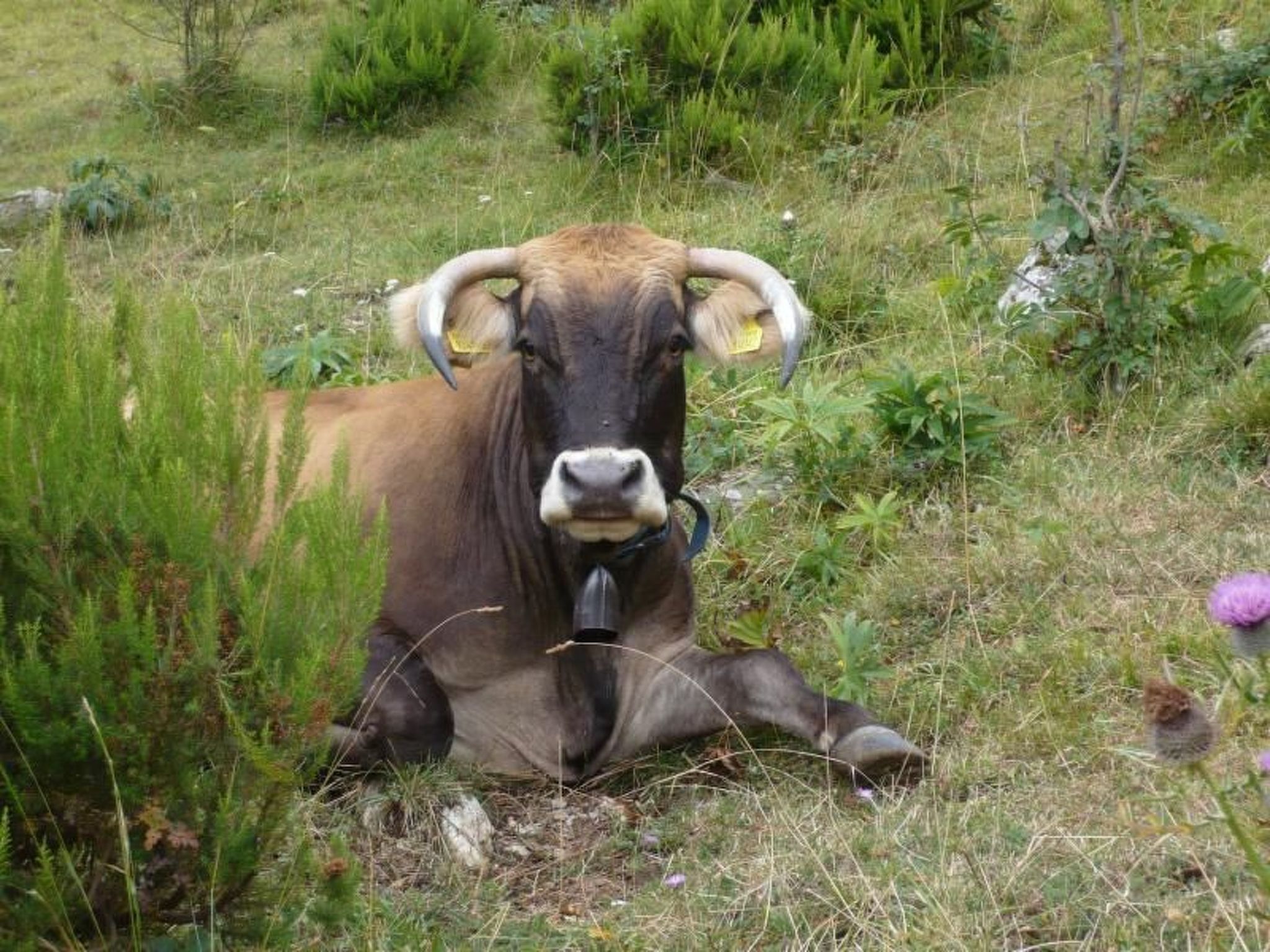 Sole-Image-tags.info