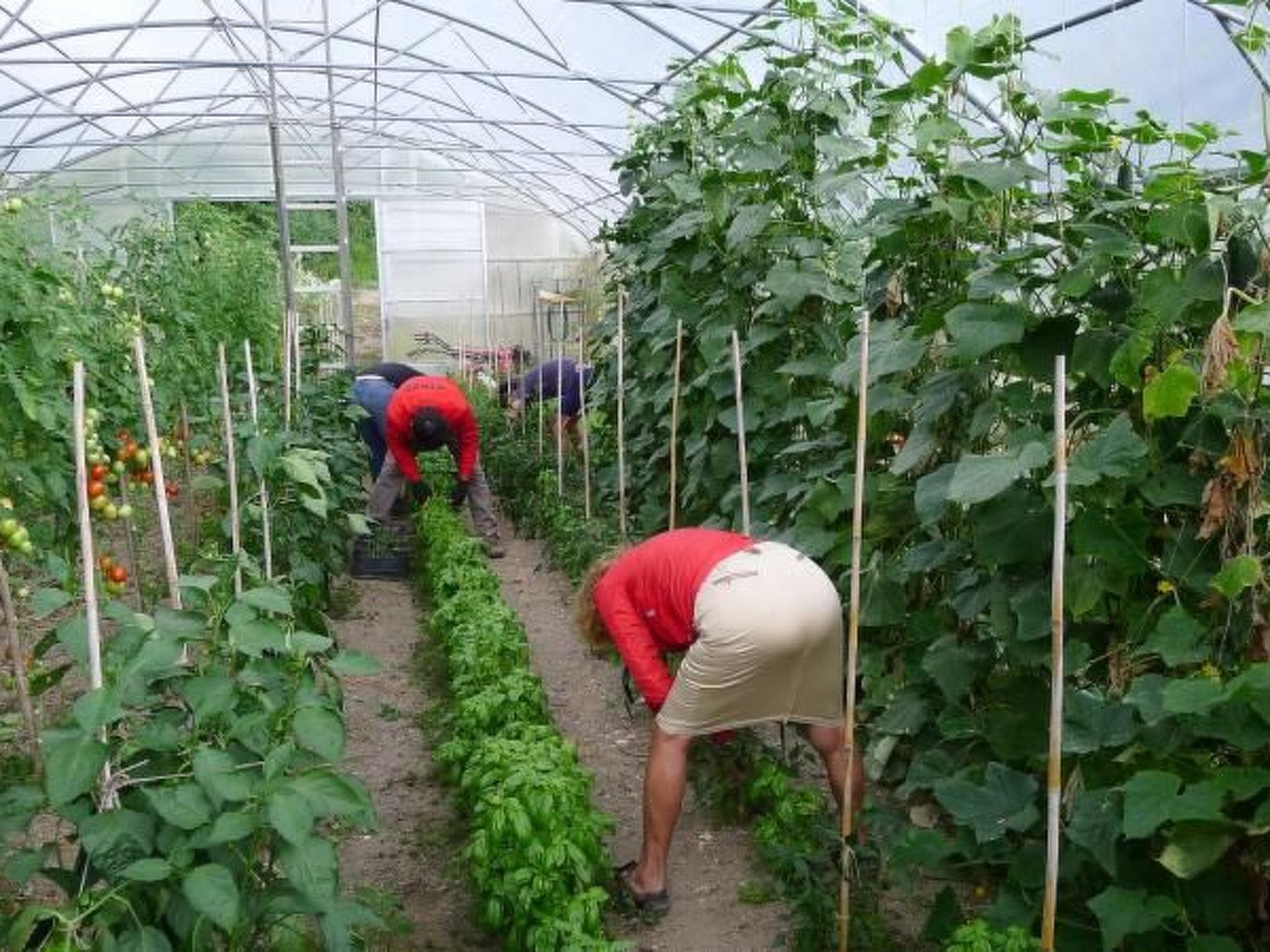 Lumache-Image-tags.info