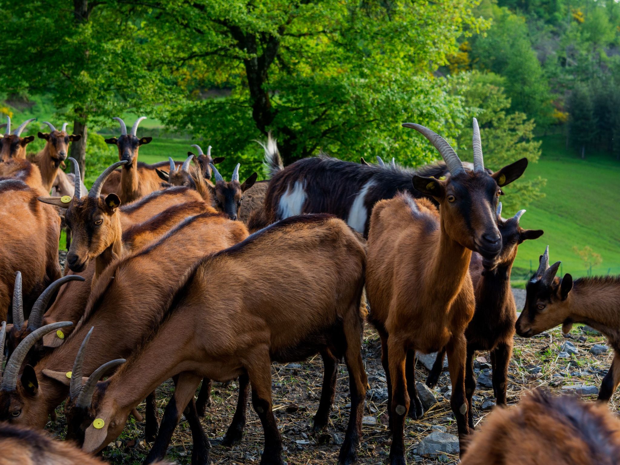 'Giulia' mit Terrasse-Binnen
