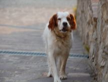 'Gianna' mit Terrasse