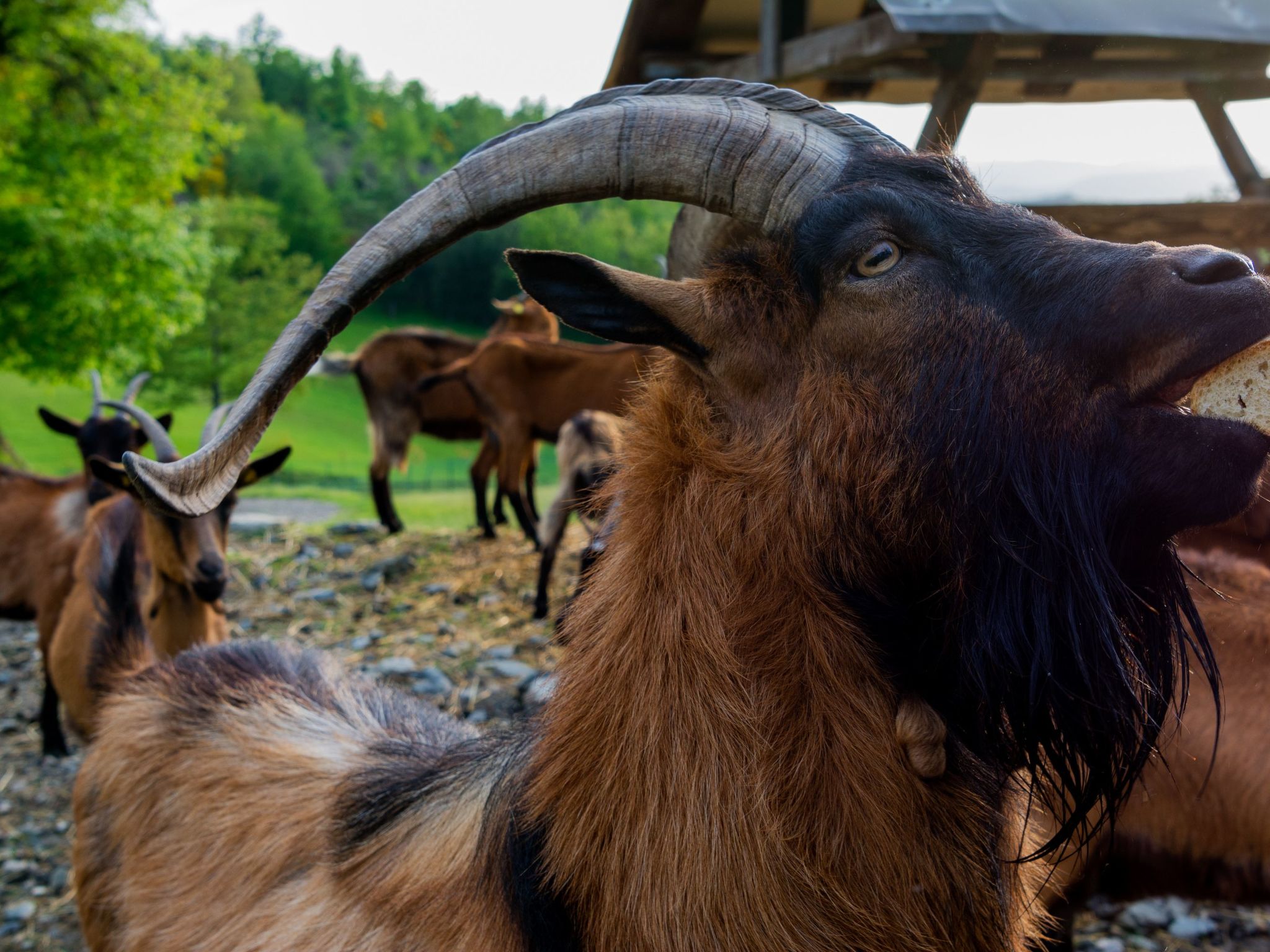 'Gianna' mit Terrasse