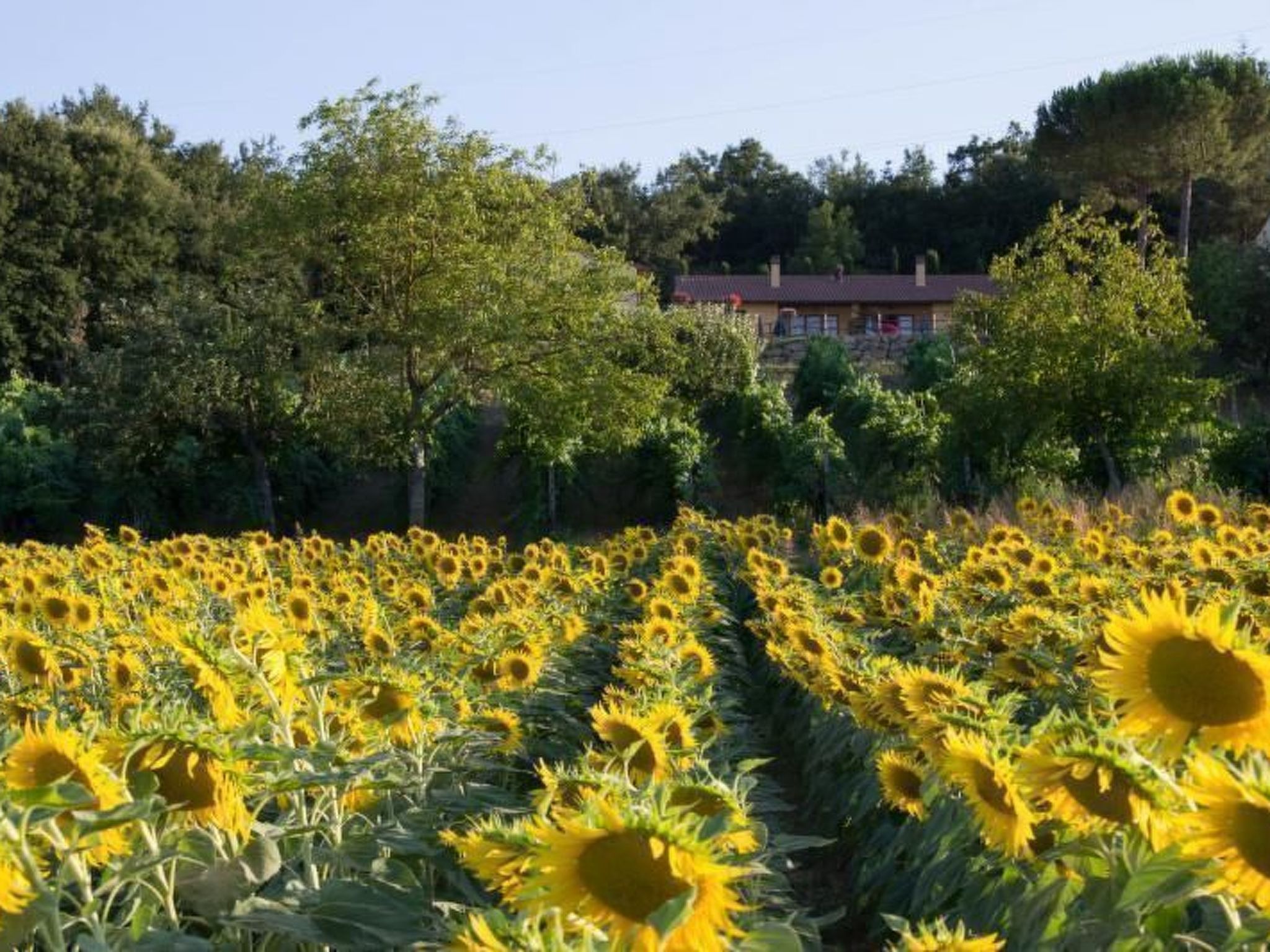 Lo Strettoio Wohnung mit Gemeinschaftspool-Inside