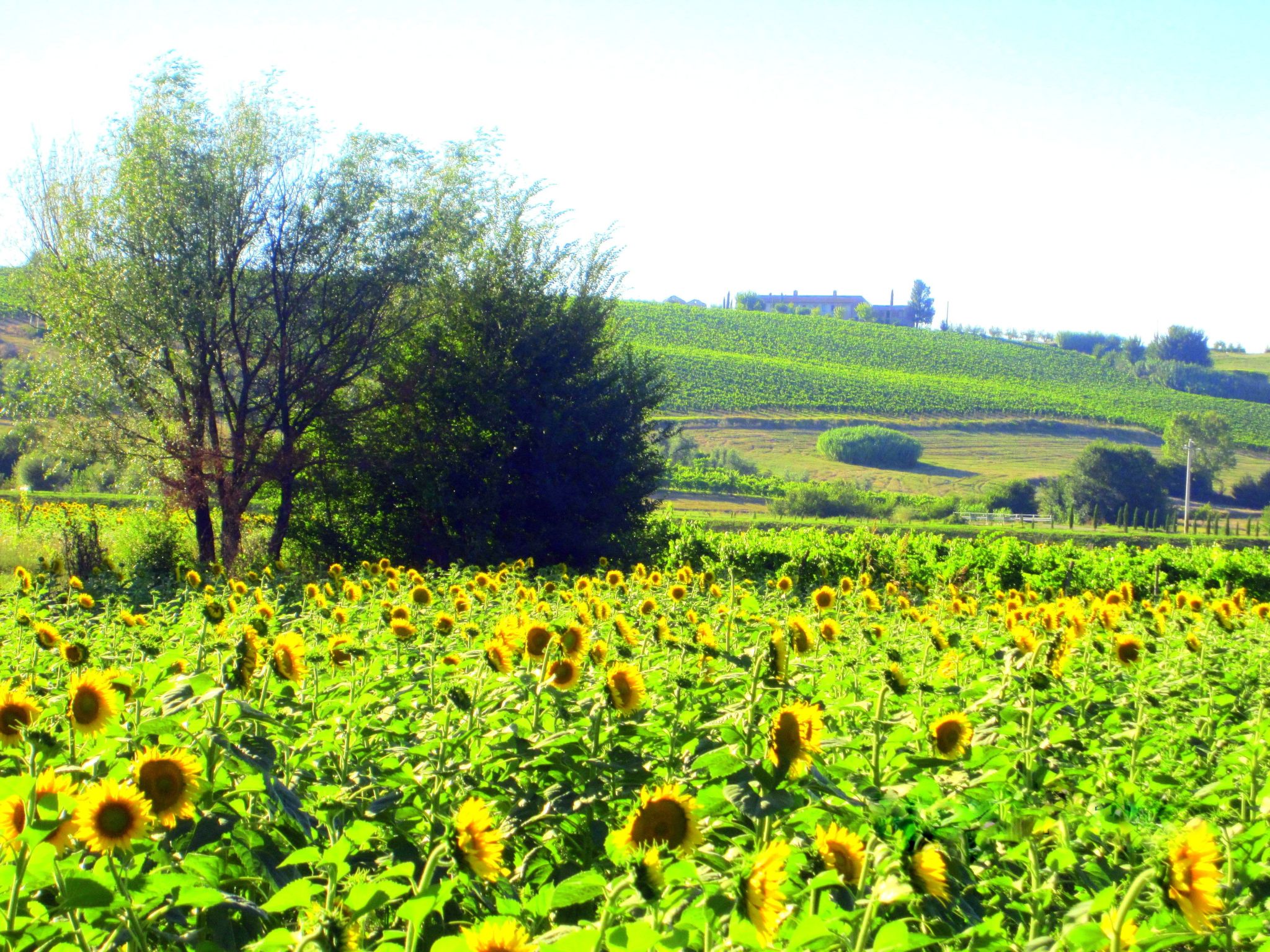 Agrotourismus - Wohnung mit Pool-Binnen