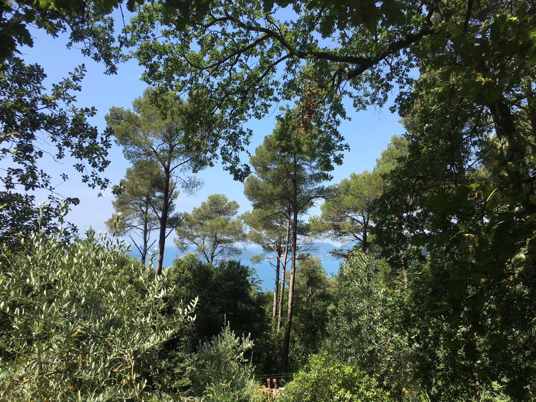 Zypressen, ein Haus im Wald an der ligurischen Riviera - Buiten