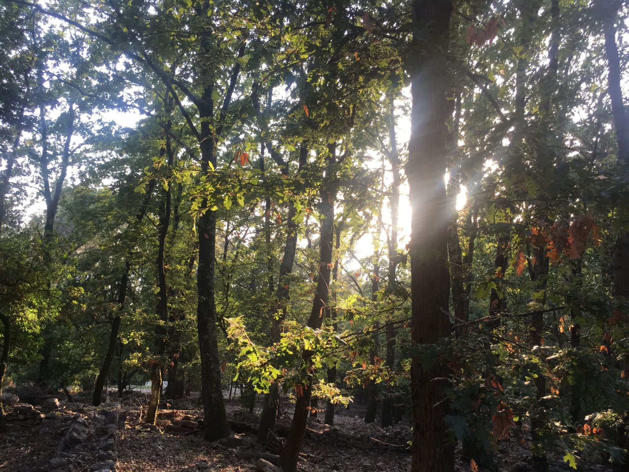Zypressen, ein Haus im Wald an der ligurischen Riviera - Buiten
