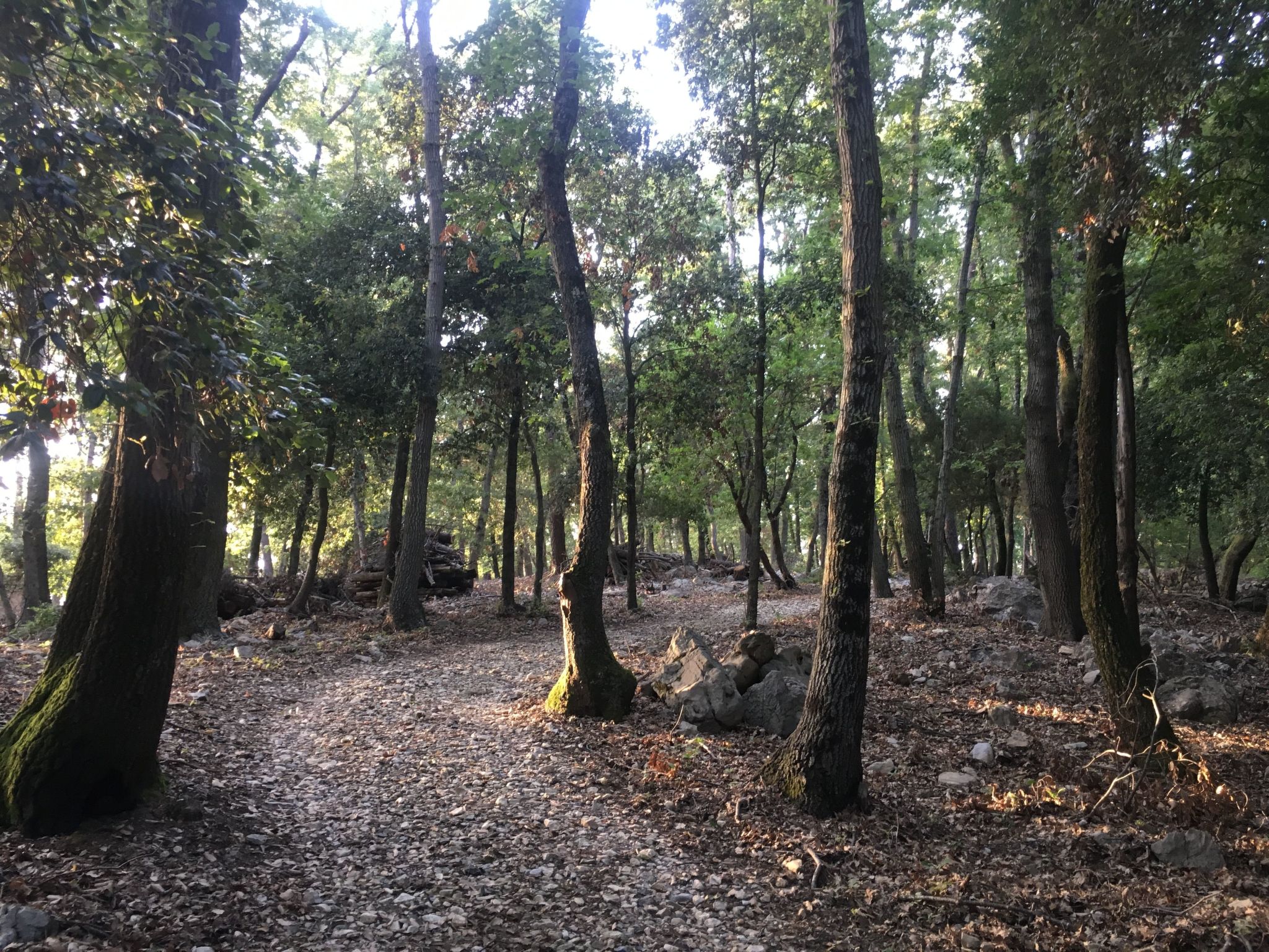 Zypressen, ein Haus im Wald an der ligurischen Riviera - Buiten