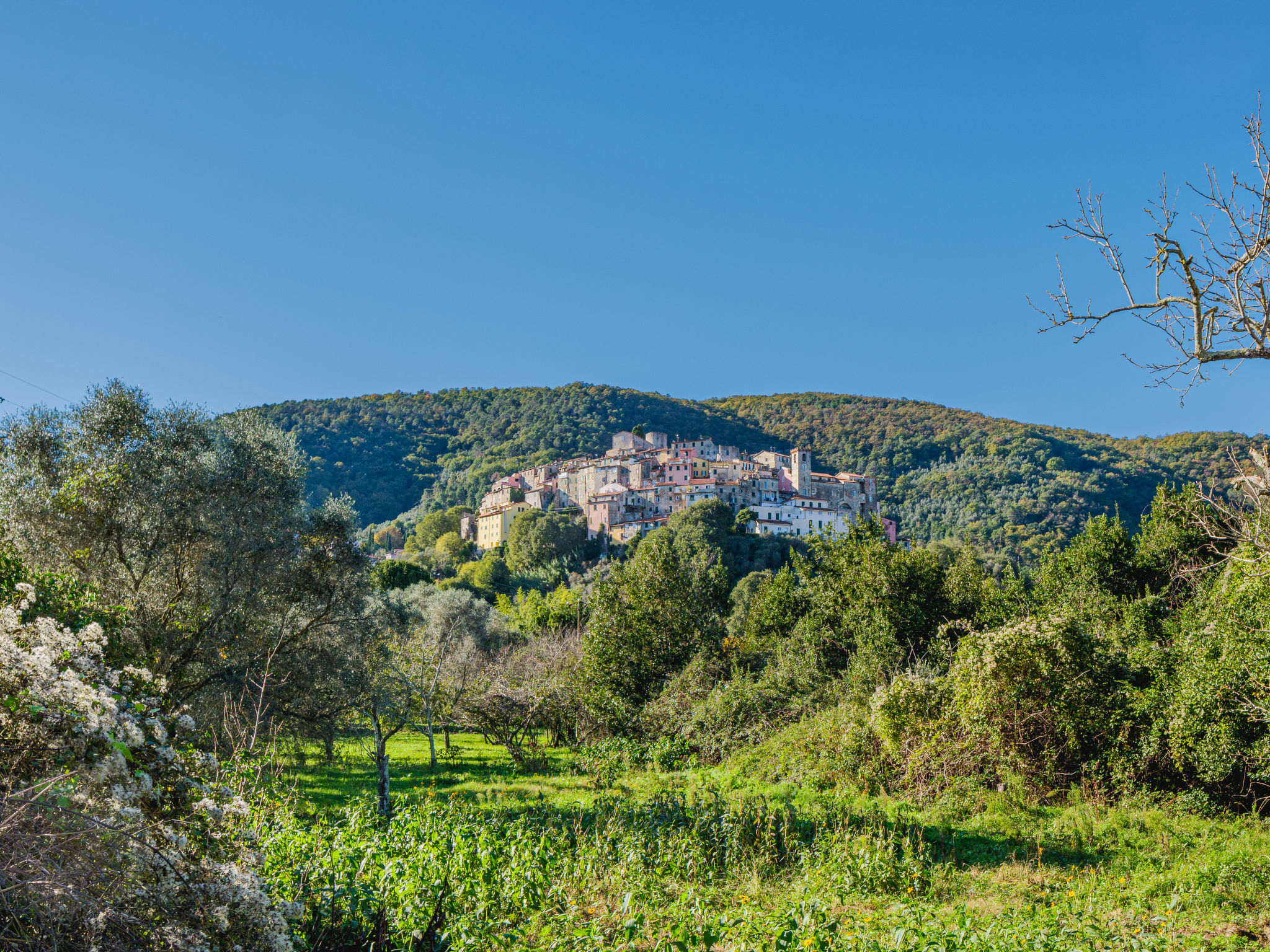 Zypressen, ein Haus im Wald an der ligurischen Riviera - Omgeving
