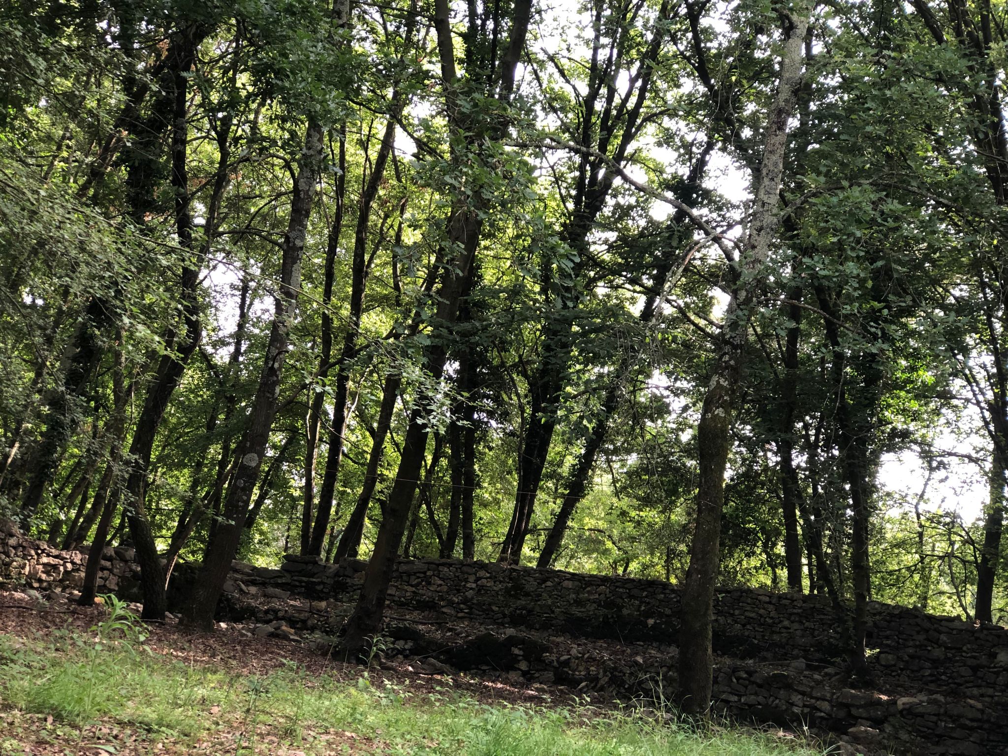 Kirschbäume, eine Oase im Wald zwischen Meer und Natur - Buiten