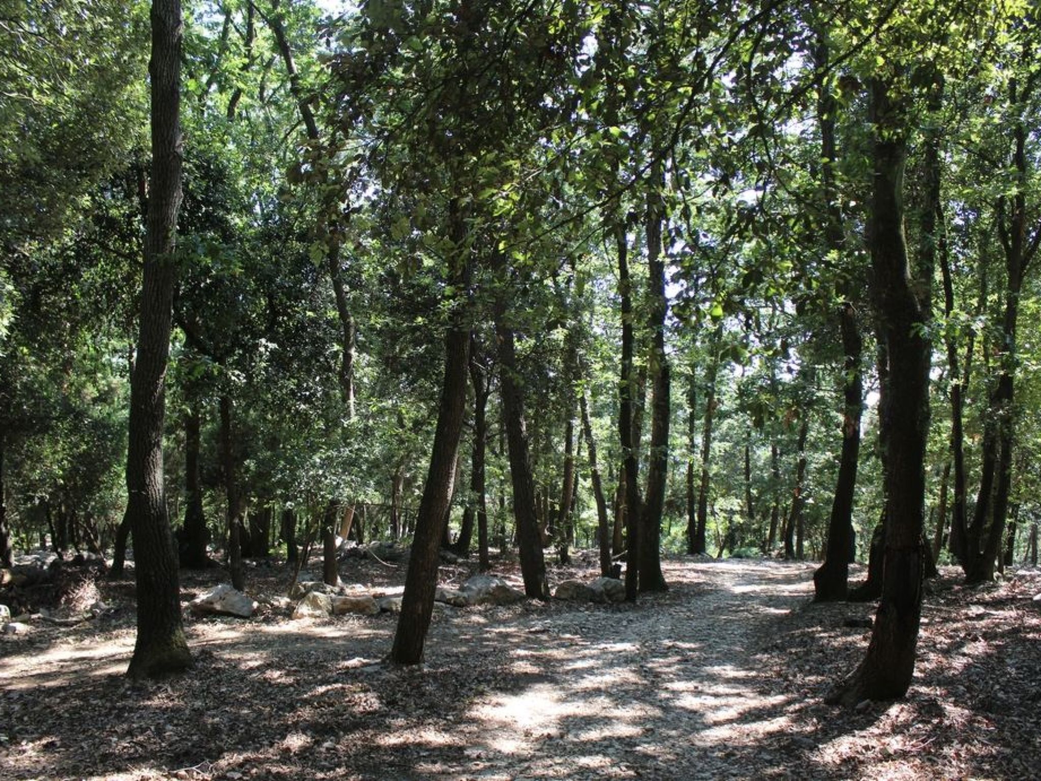 Kirschbäume, eine Oase im Wald zwischen Meer und Natur - Buiten
