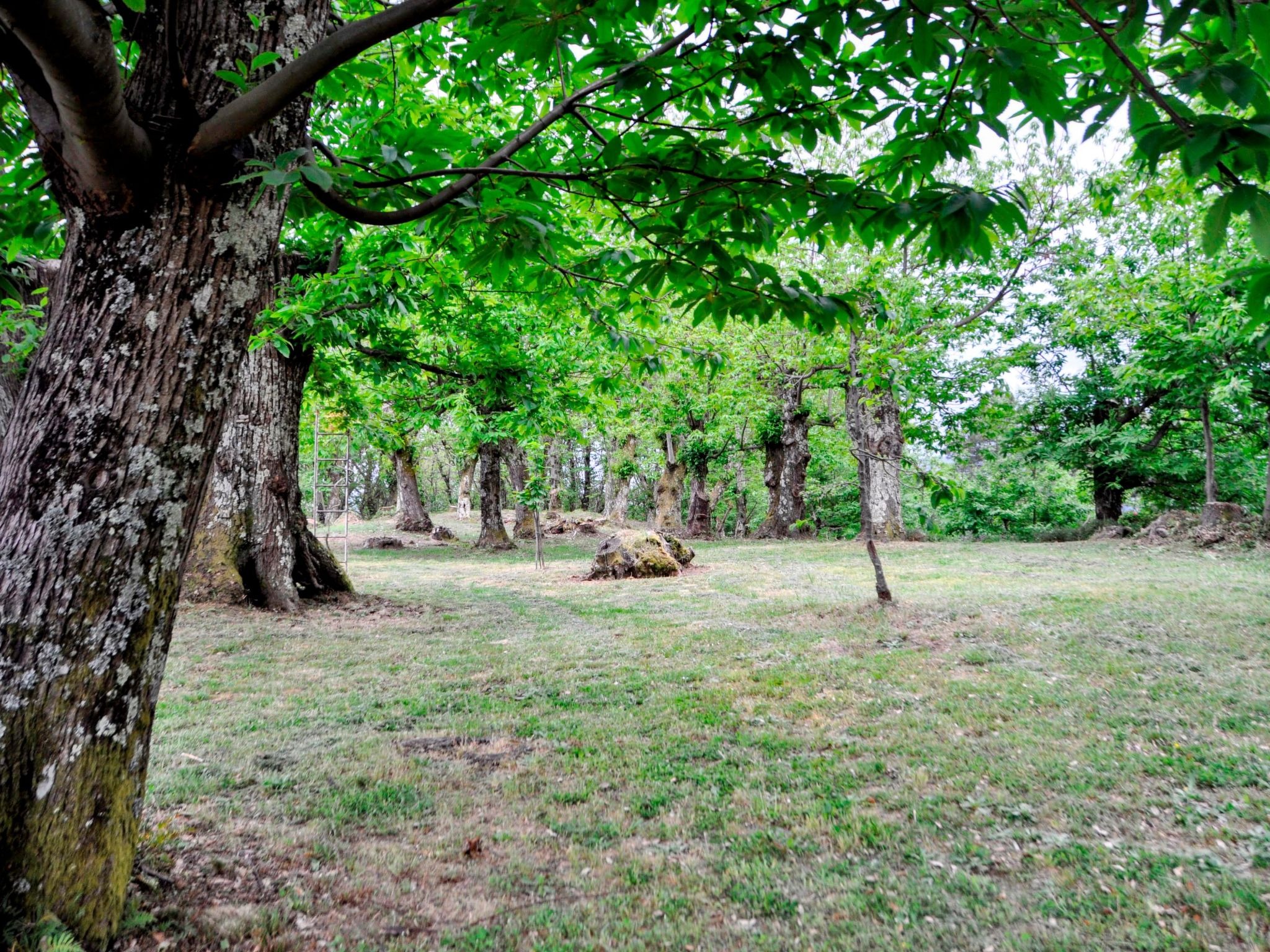 "Casale Colle Belvedere"-Inside