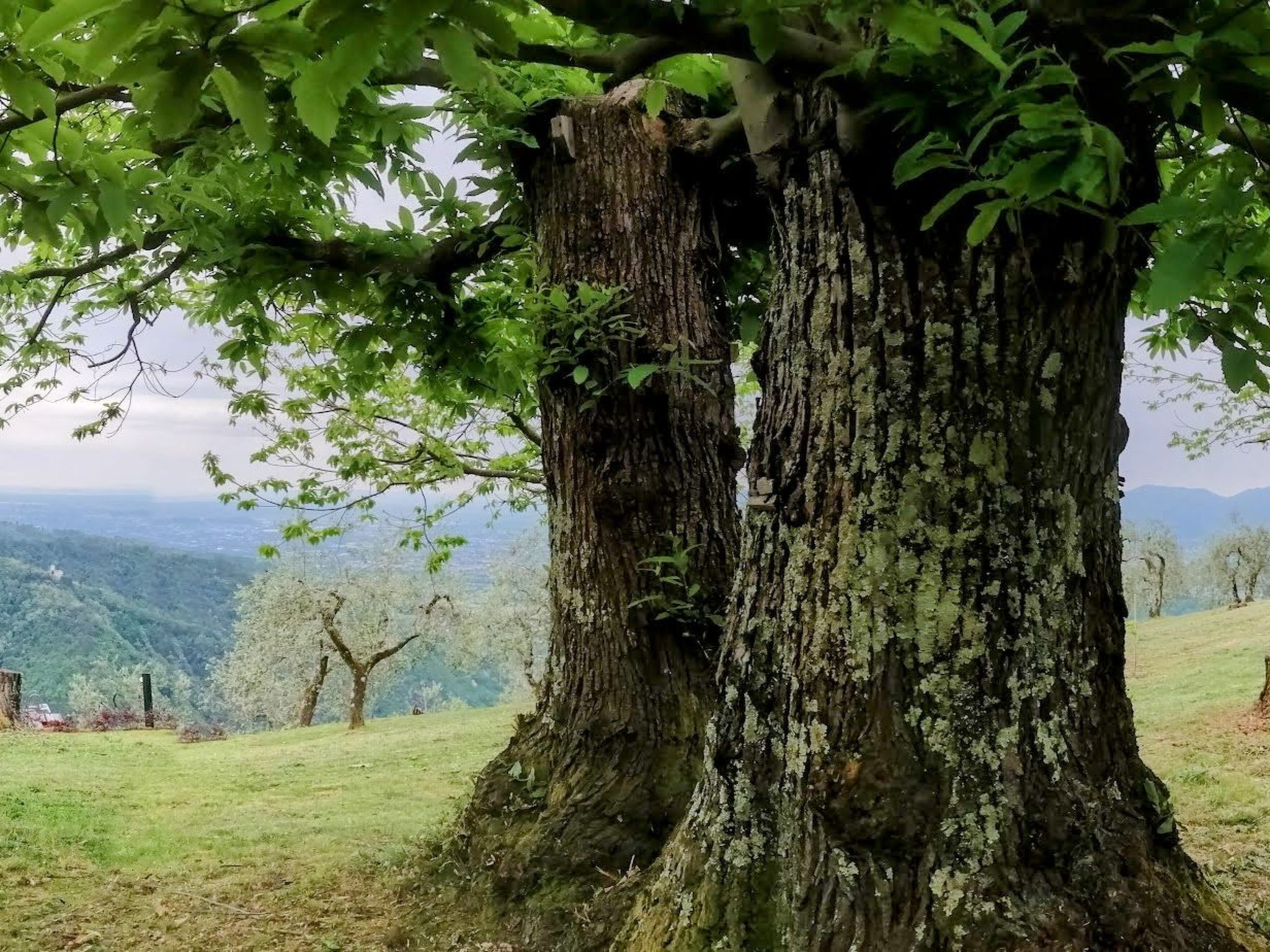 "Casale Colle Belvedere"-Inside