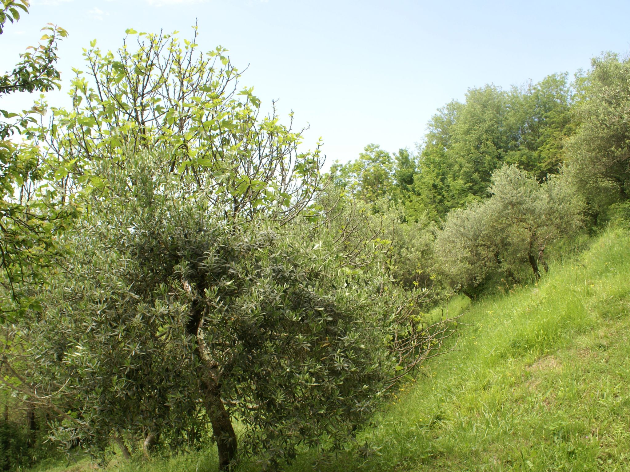 Sunset Barga Toskana kürzlich renoviert-Binnen