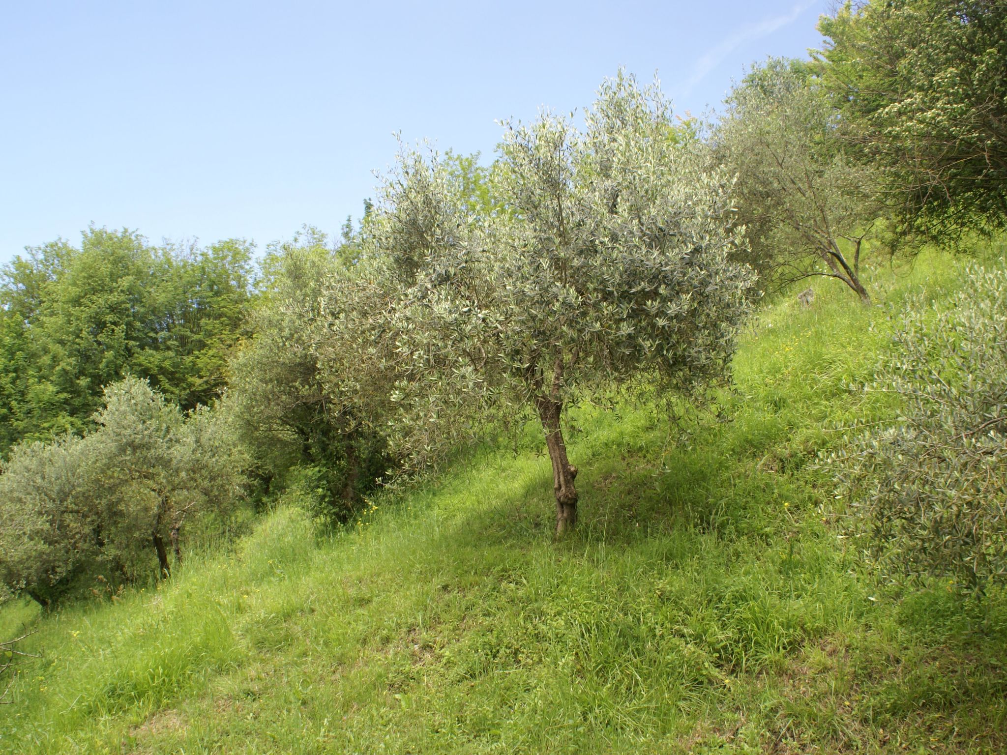 Sunset Barga Toskana kürzlich renoviert-Binnen