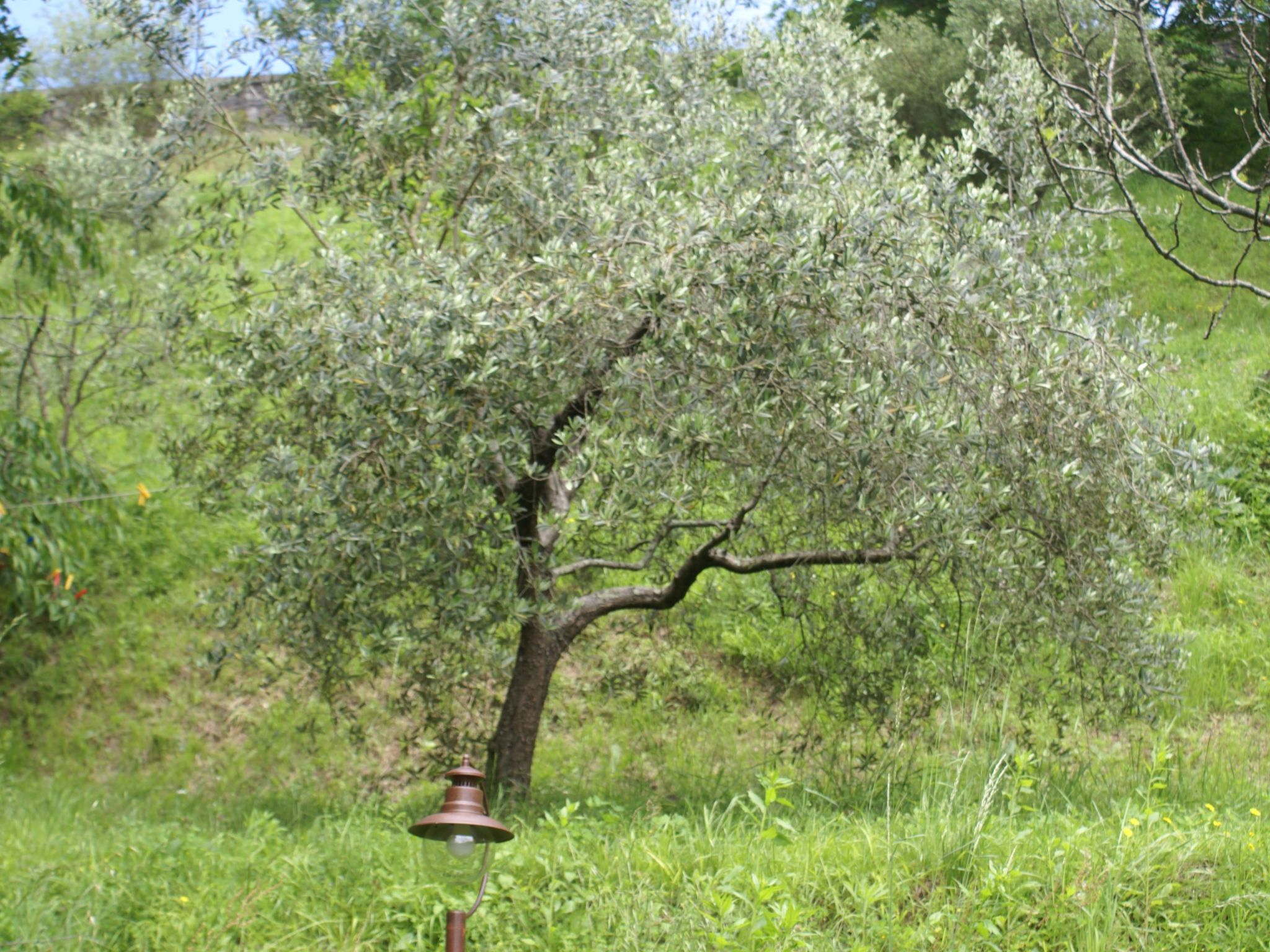 Sunset Barga Toskana kürzlich renoviert-Binnen