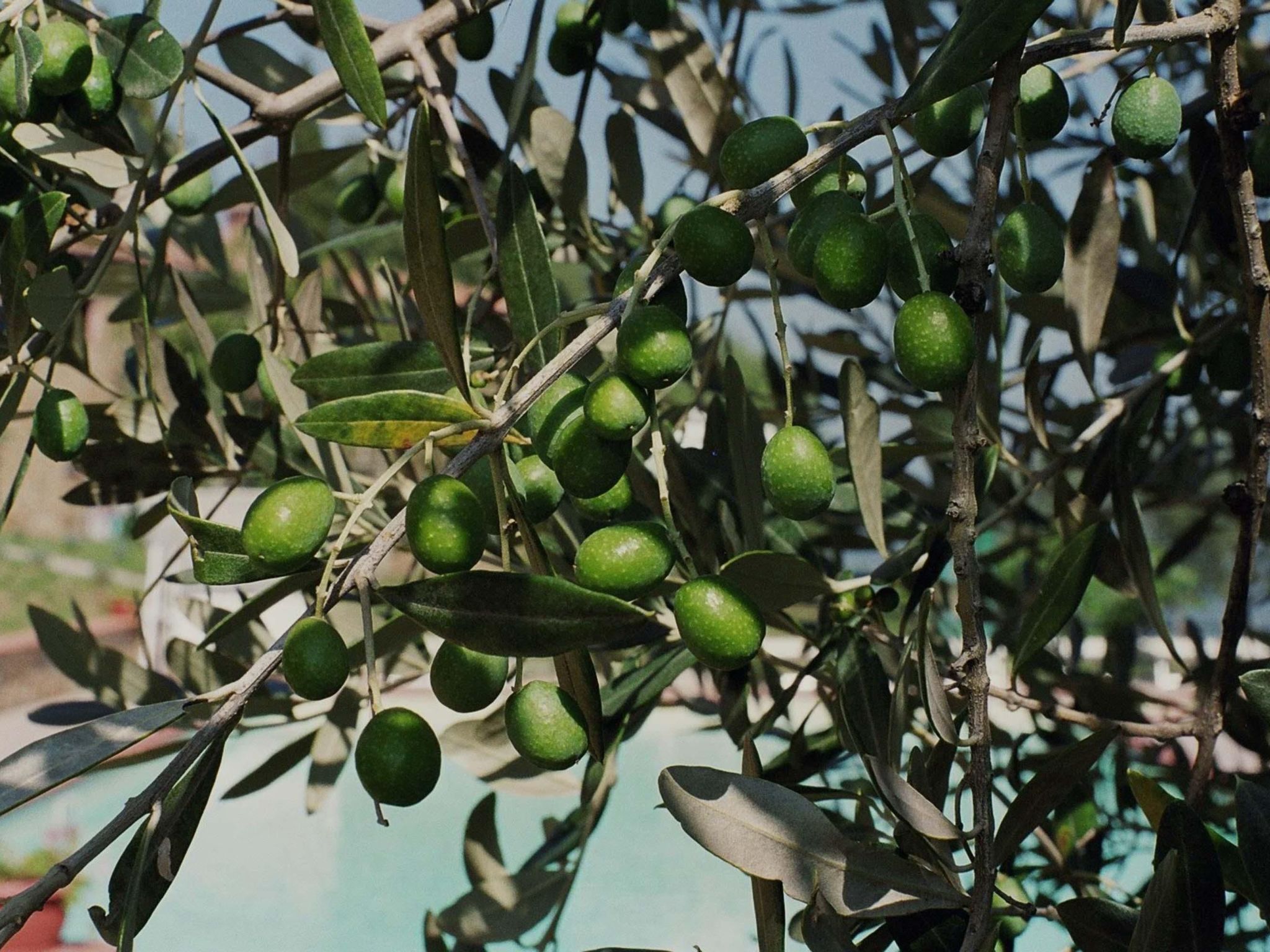 Wohnung 'Caterina' mit Gemeinschaftspool-Image-tags.info