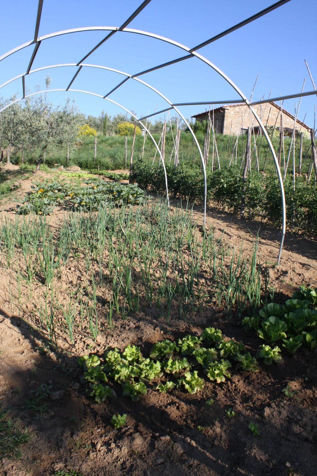 'Tommaso' mit Schwimmbad-Image-tags.info