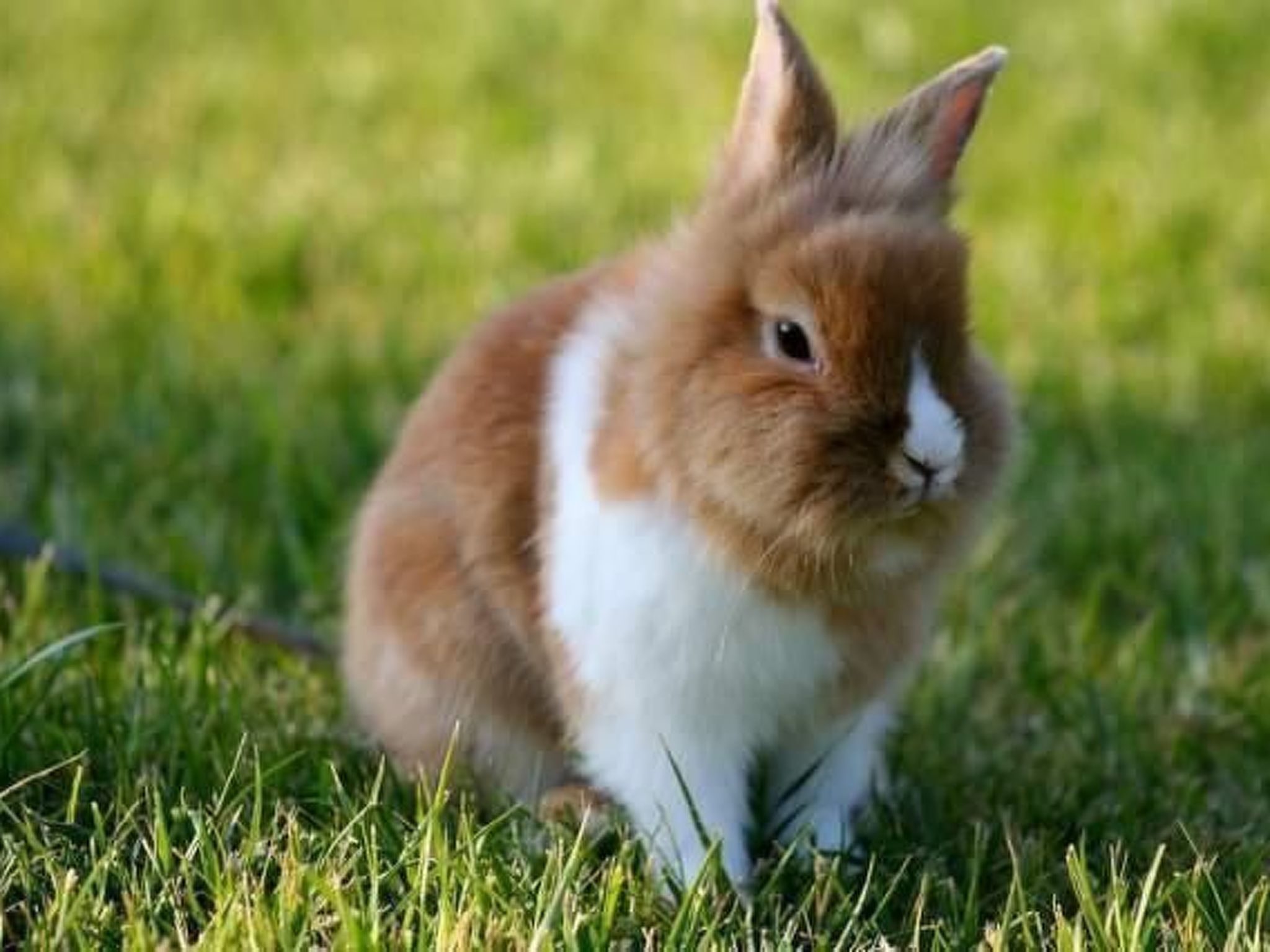 Appartement il Tulipano in San Gimignano-Binnen