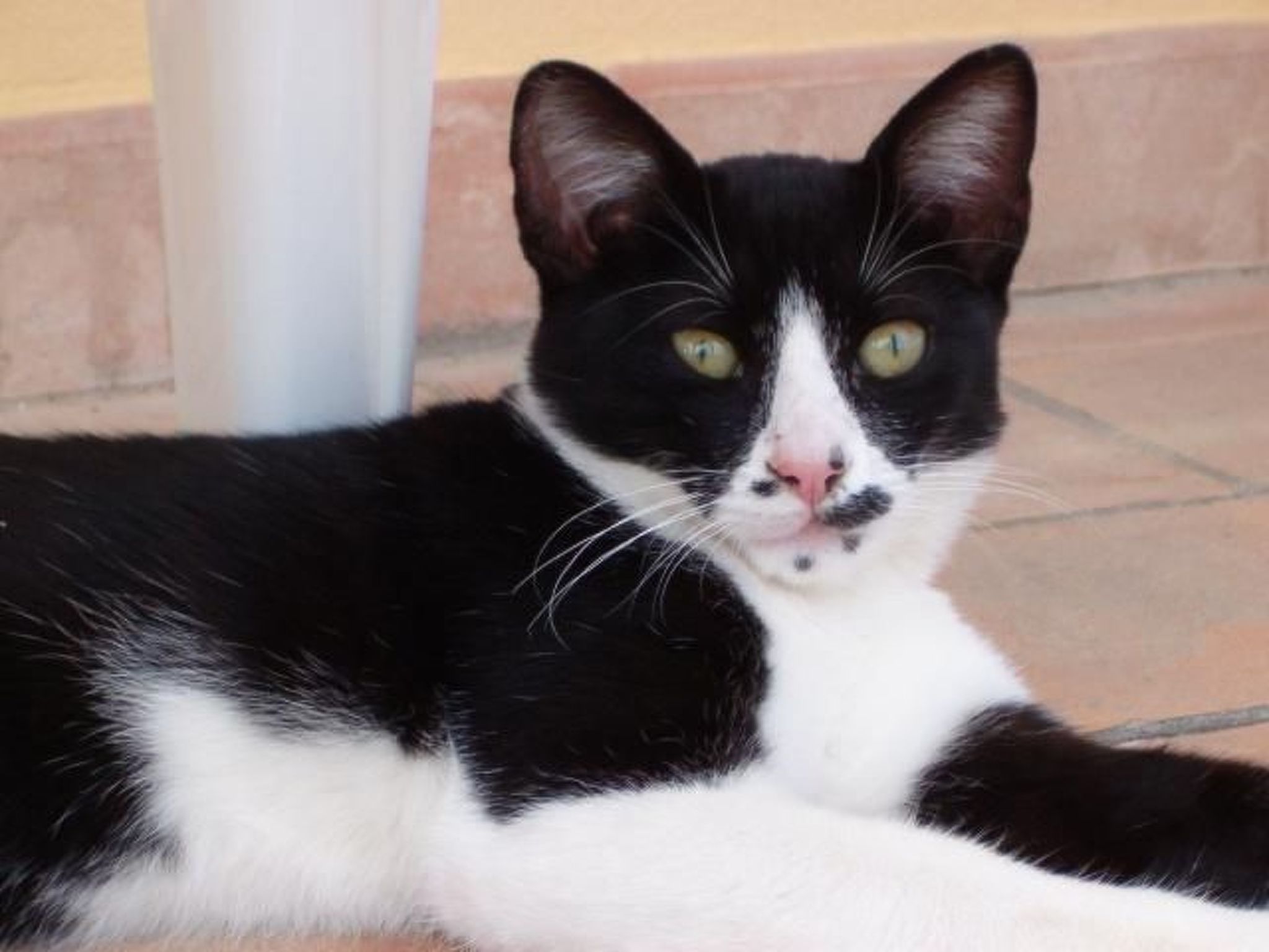 Appartement il Tulipano in San Gimignano-Binnen