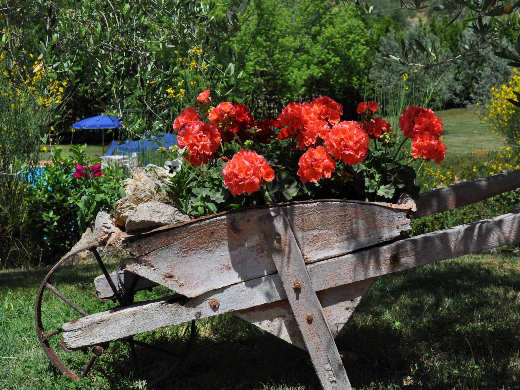 Photo of flach "Madonnino corbezzolo T6