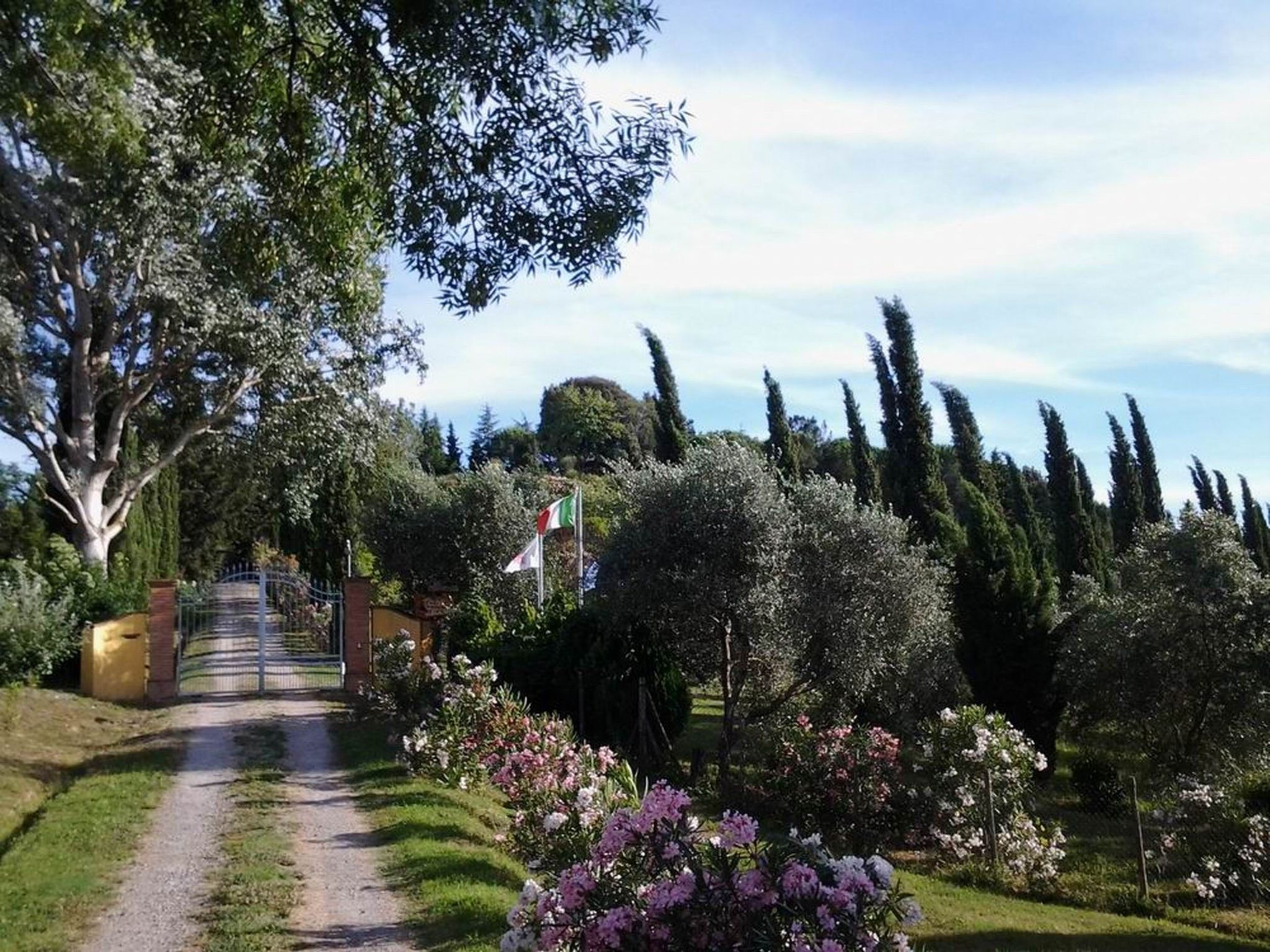 Photo of 'Donatello leccino'