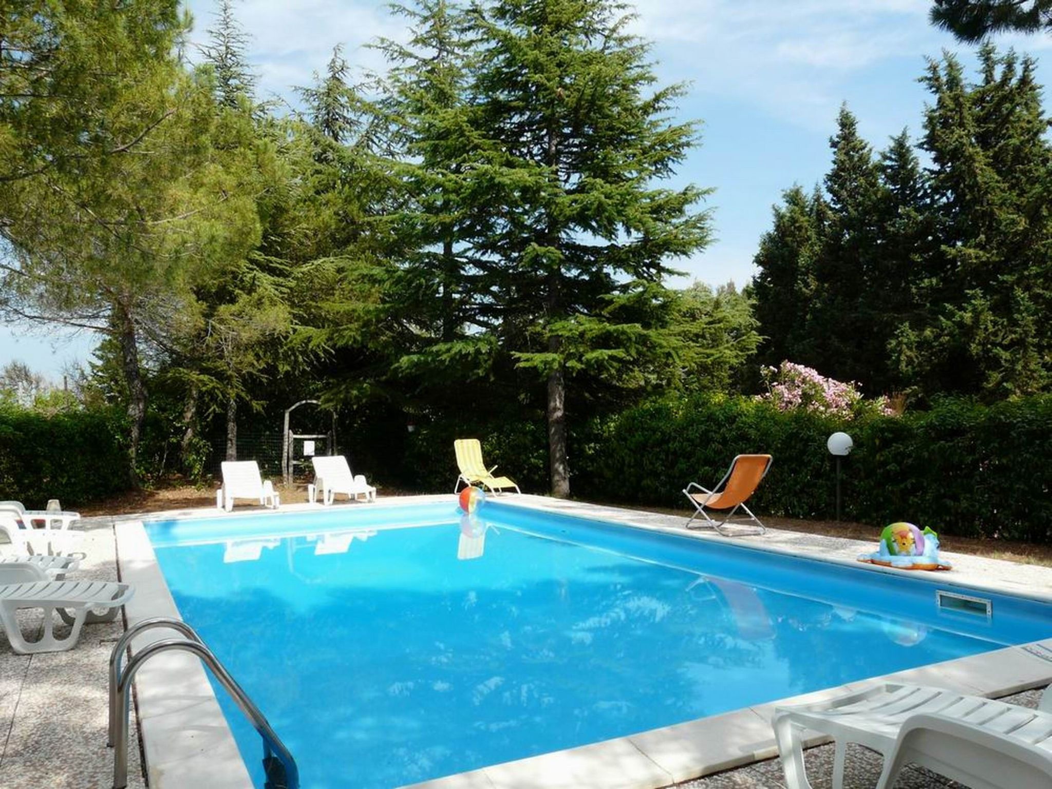 Photo of 'Donatello leccino'