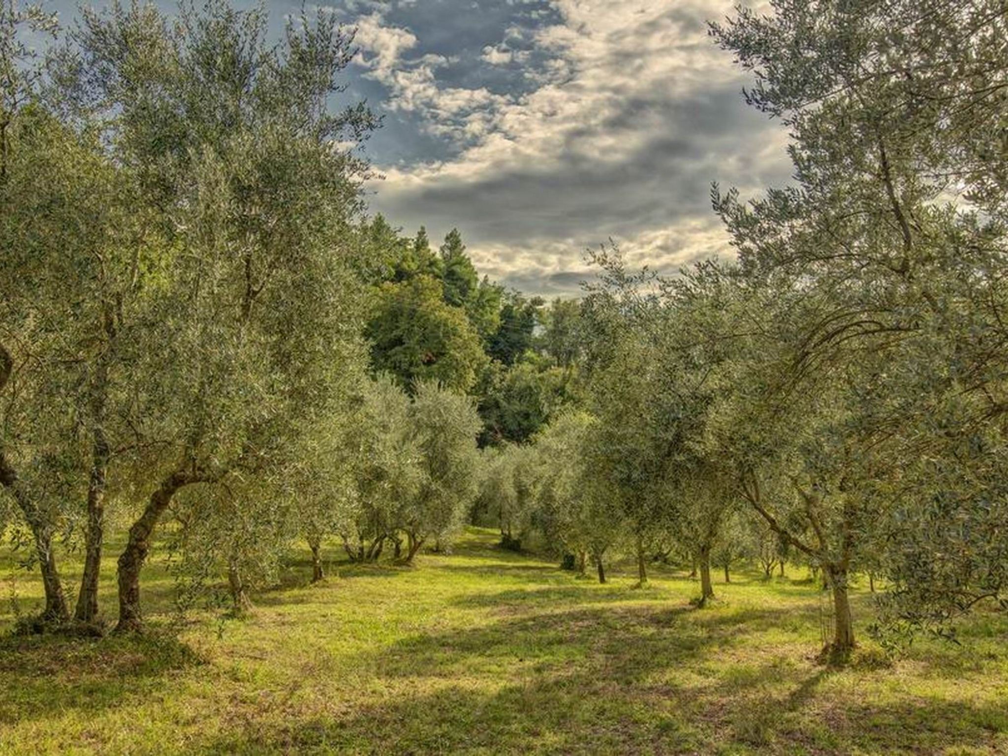 Photo of 'Donatello leccino'