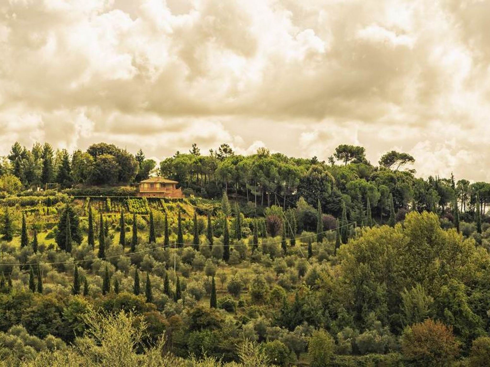 Photo of "Raffaello leccino