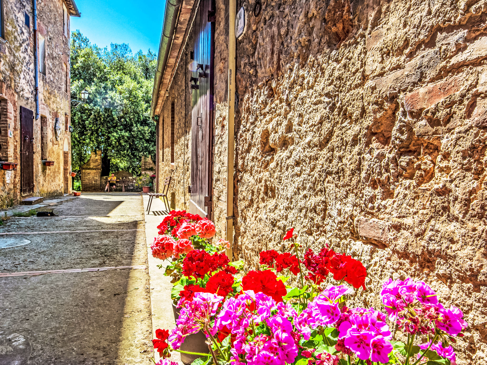 Photo of La Ginestra