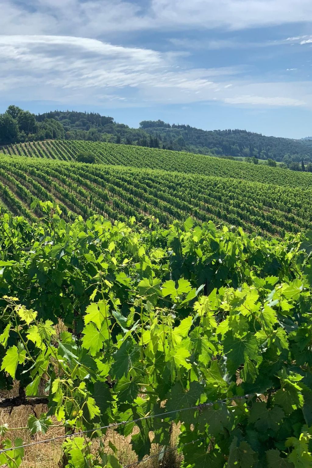 Acquapietra Villa Florenz mit Weinbergen und Pool-Image-tags.info