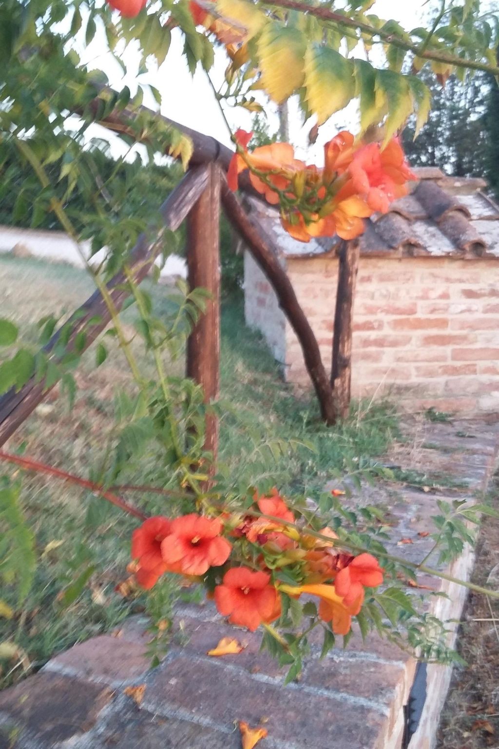 Wohnung in Asciano mit Grill und Garten-Binnen