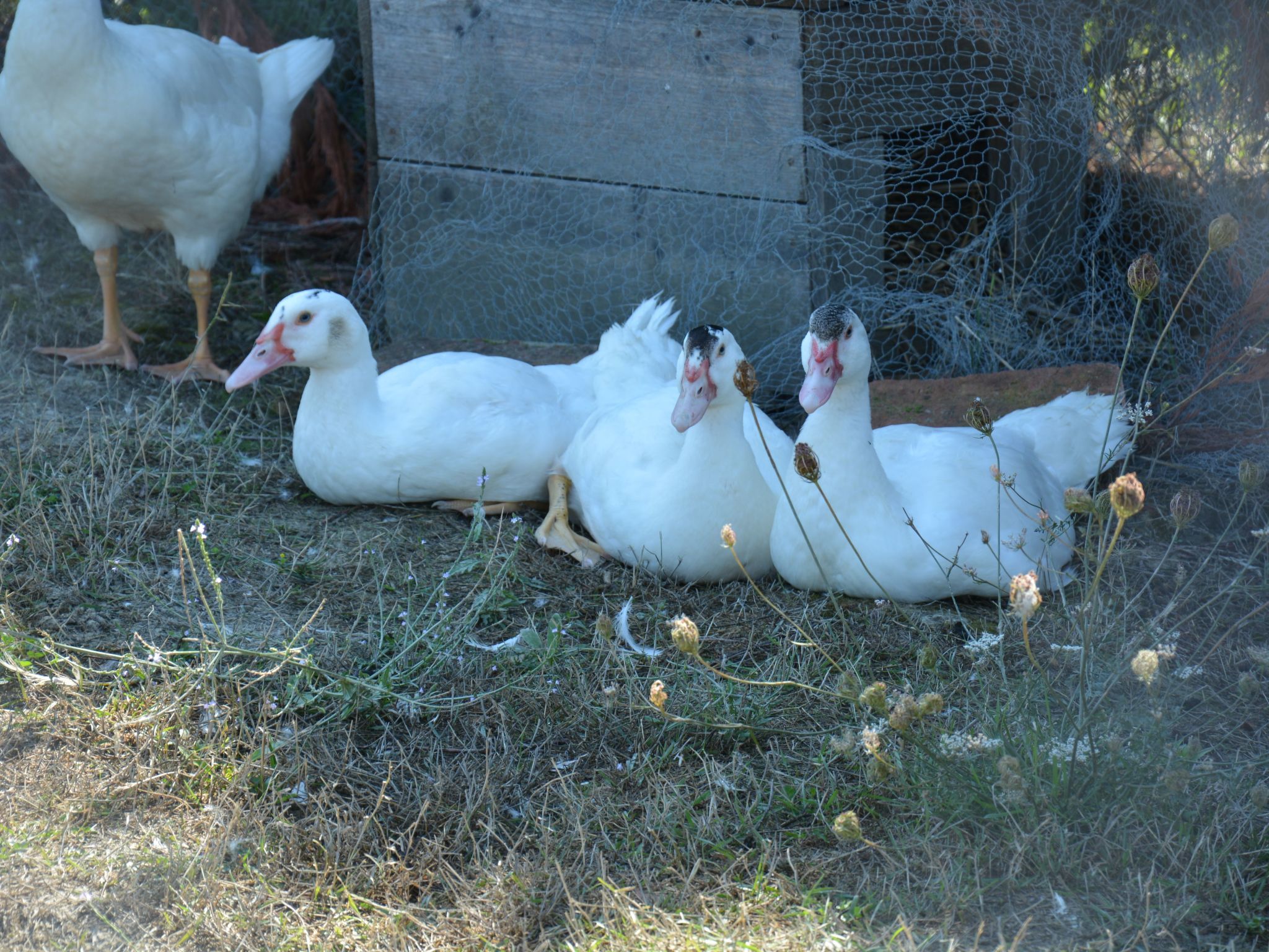Wohnung in Asciano mit Grill und Garten-Binnen