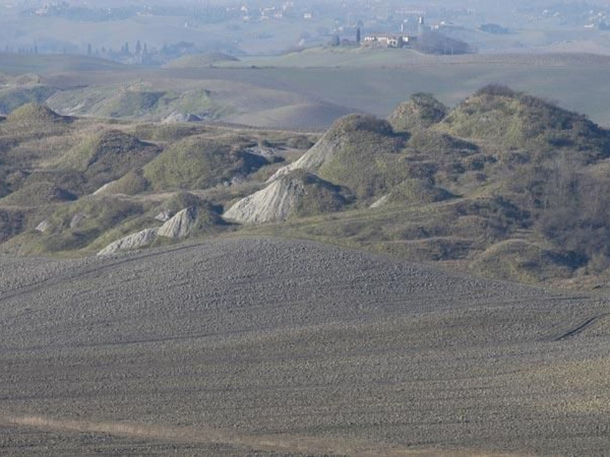 Flachorchidee 2-Binnen