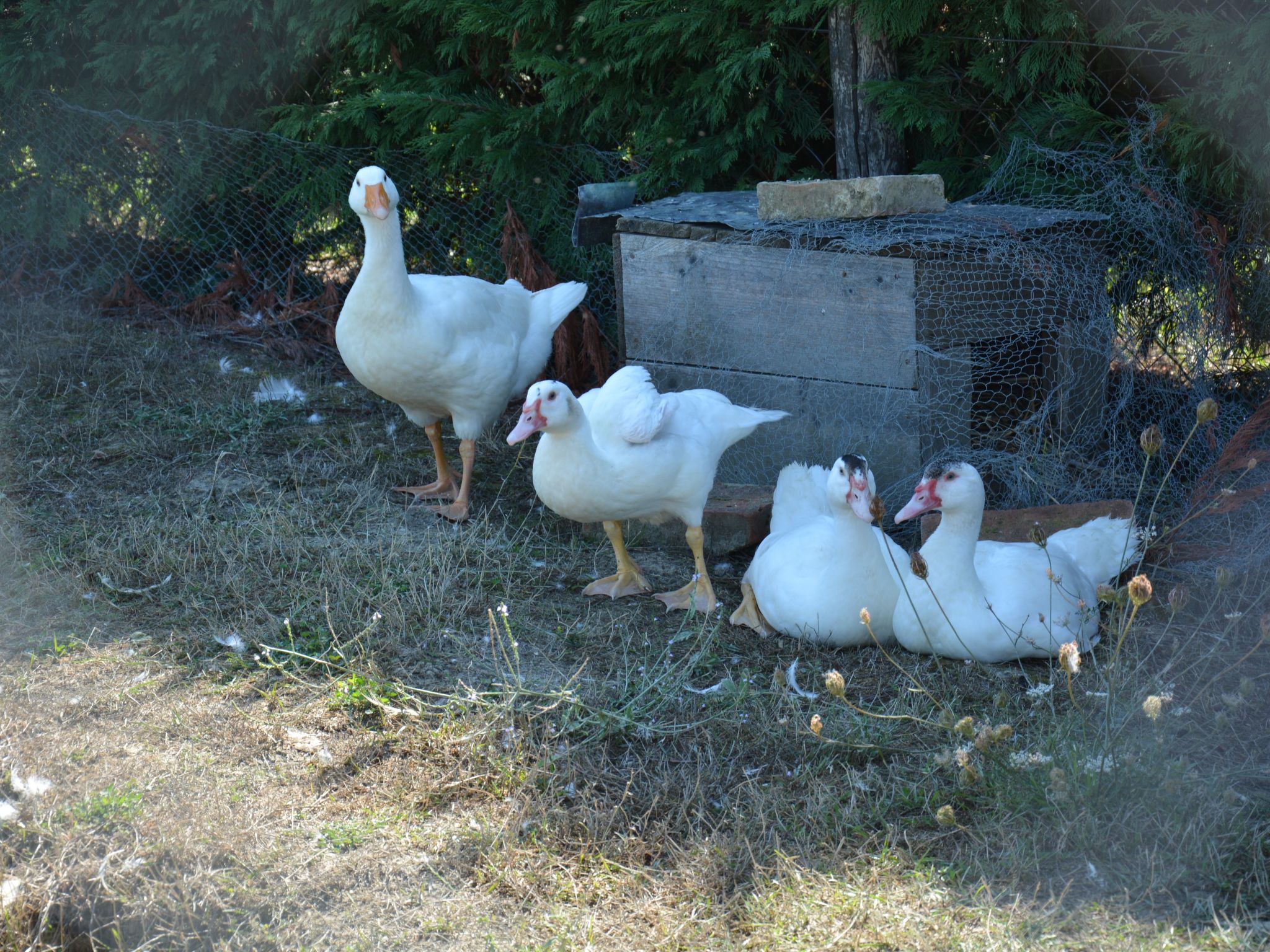 Wohnung Le Crete Vacanza Edera-Binnen