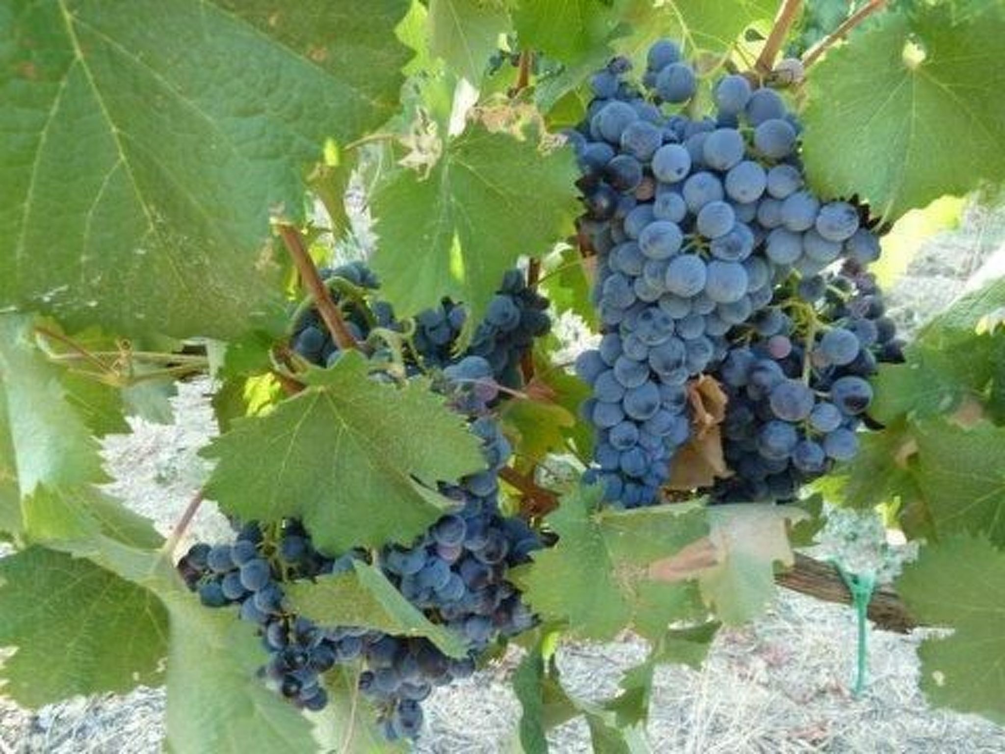 Grünes Haus-Outside