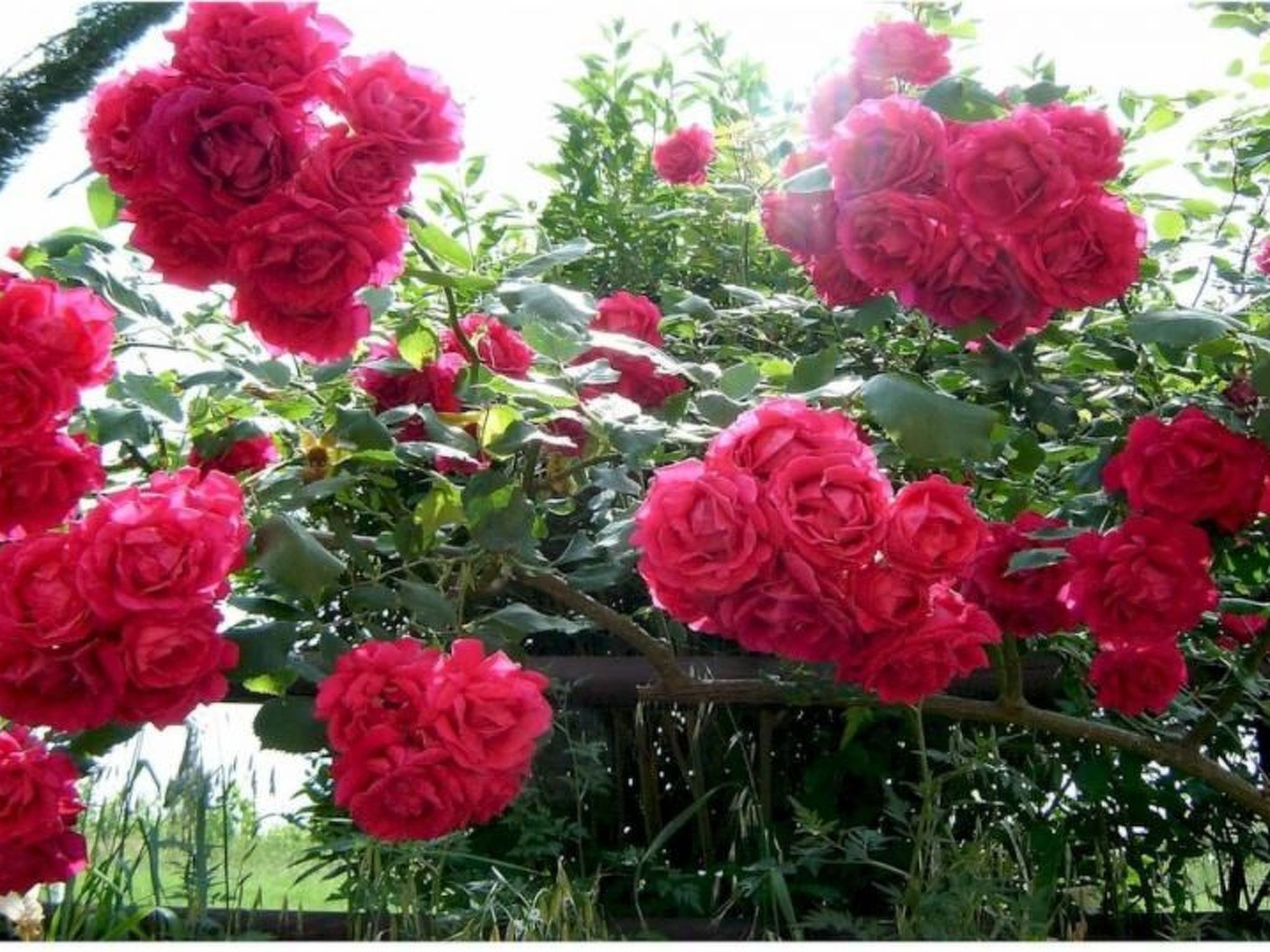 Grünes Haus-Outside