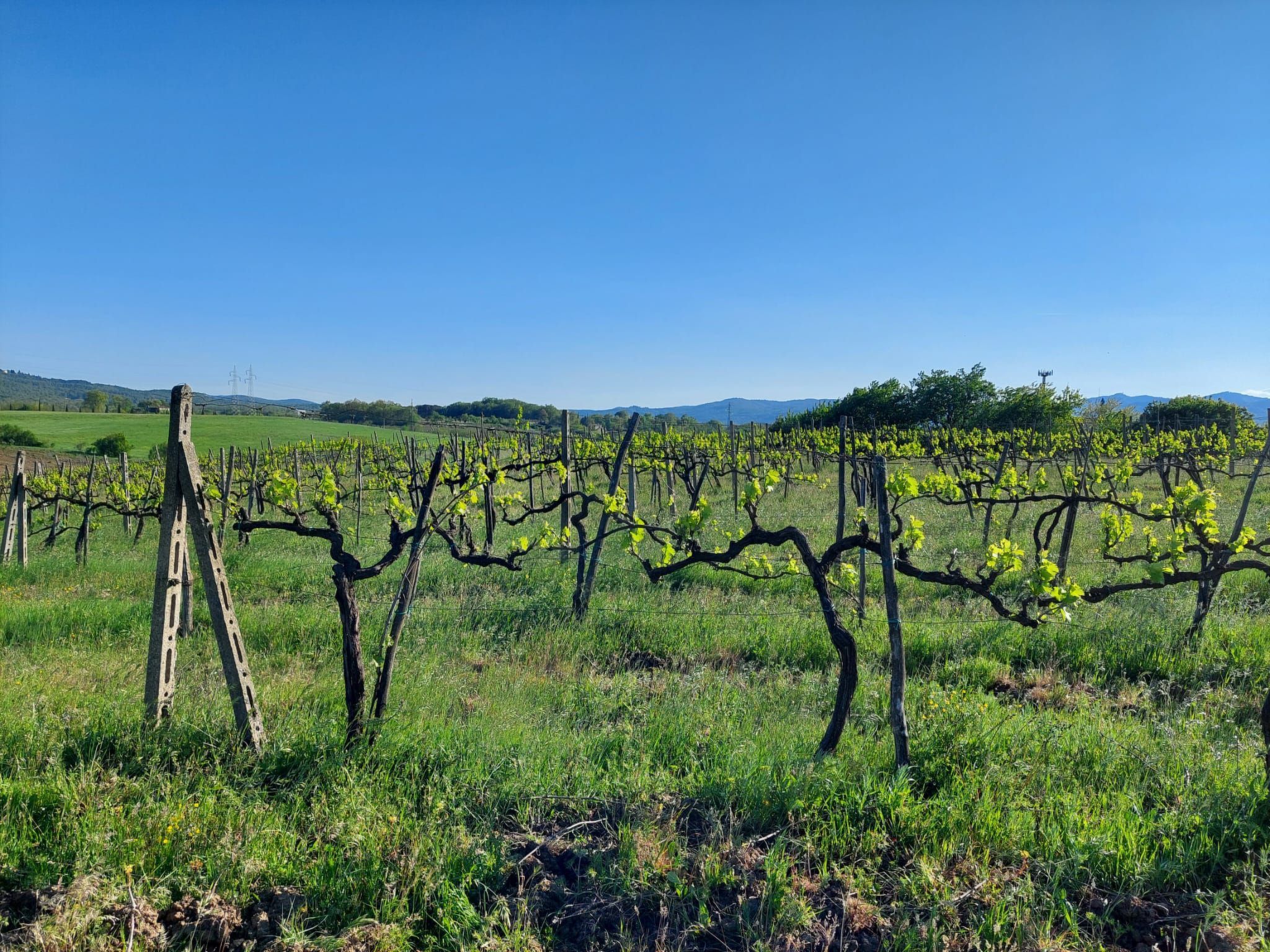 Sonnenblume Wohnung-Binnen