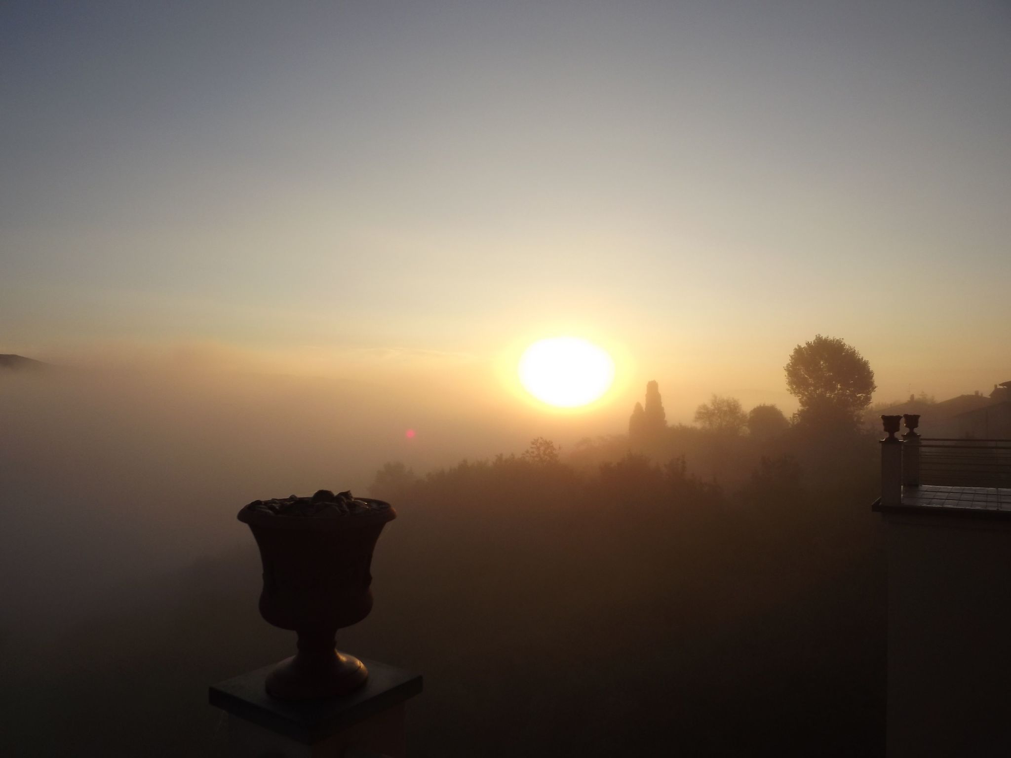 Flache Kornblume-Binnen